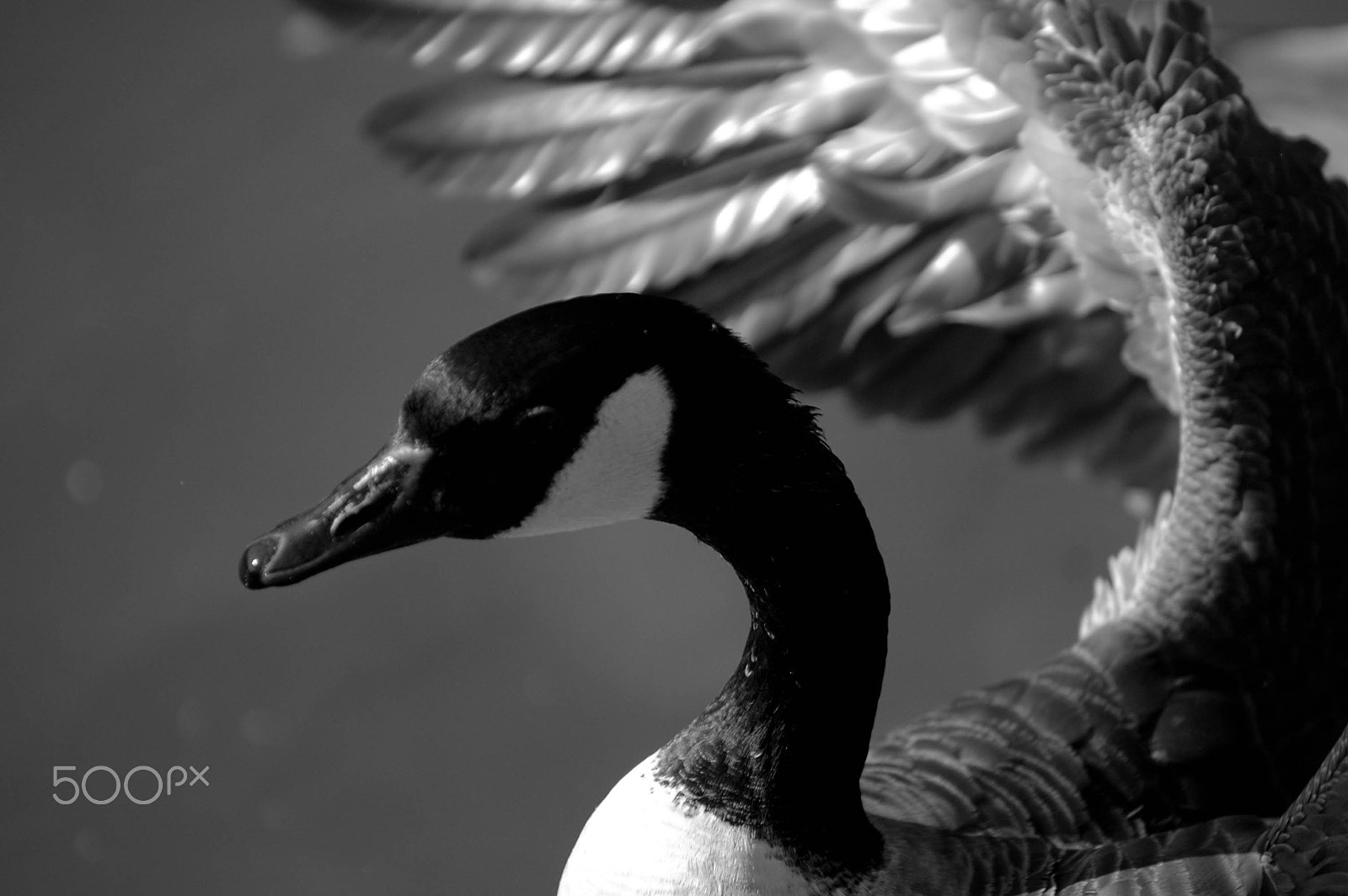 Nikon D70 sample photo. Canadian goose with attitude photography