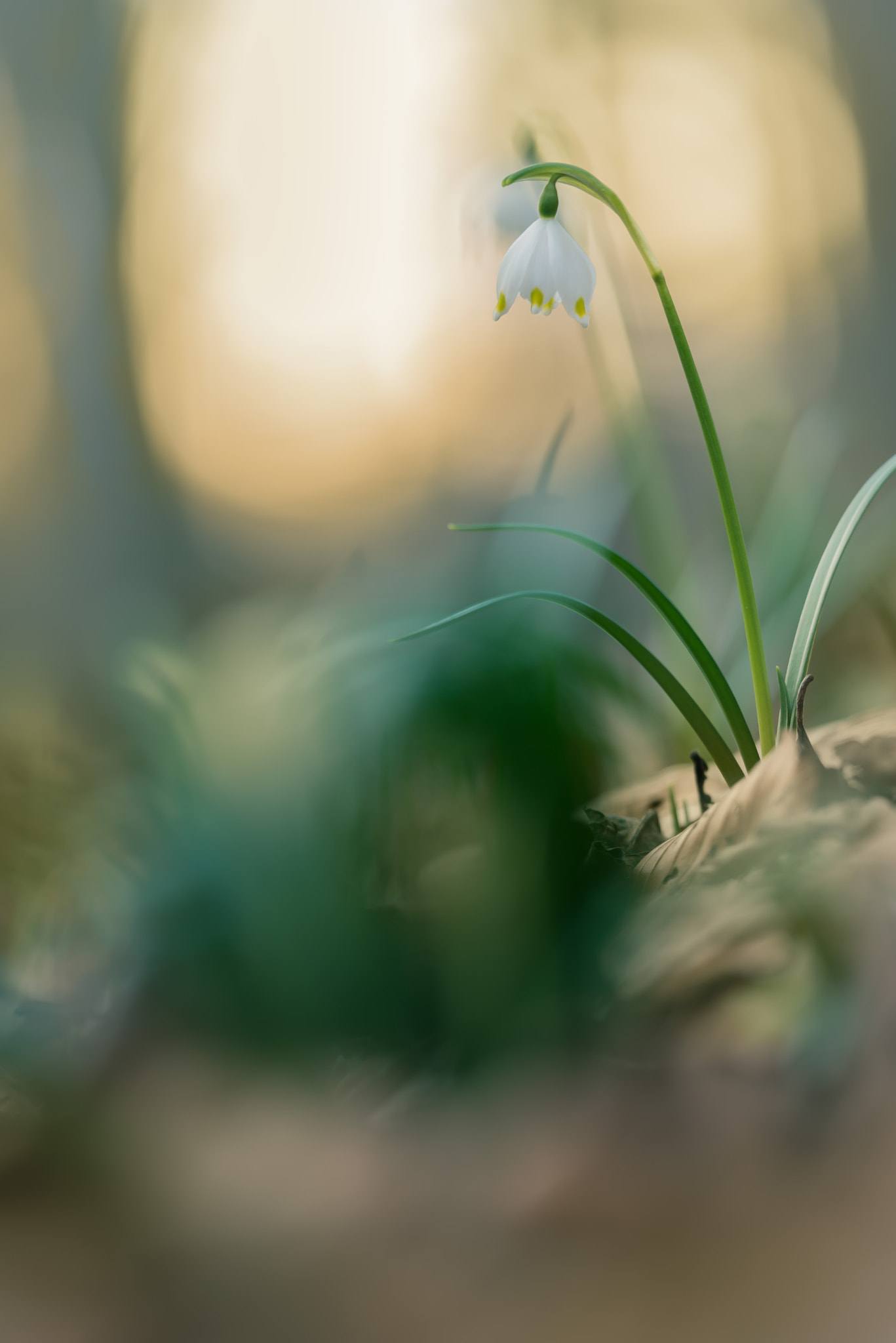 Sigma 150mm F2.8 EX DG Macro HSM sample photo. Leucojum vernum at sunset photography