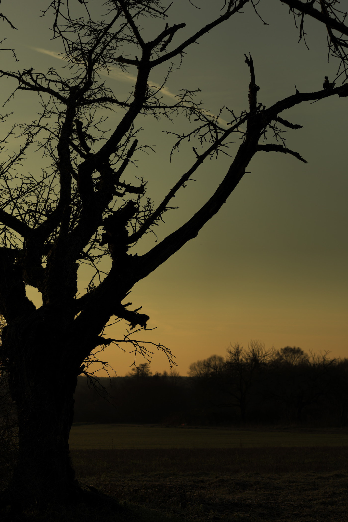 Hasselblad H5D-40 + HC 80 sample photo. Tree in the dawn photography