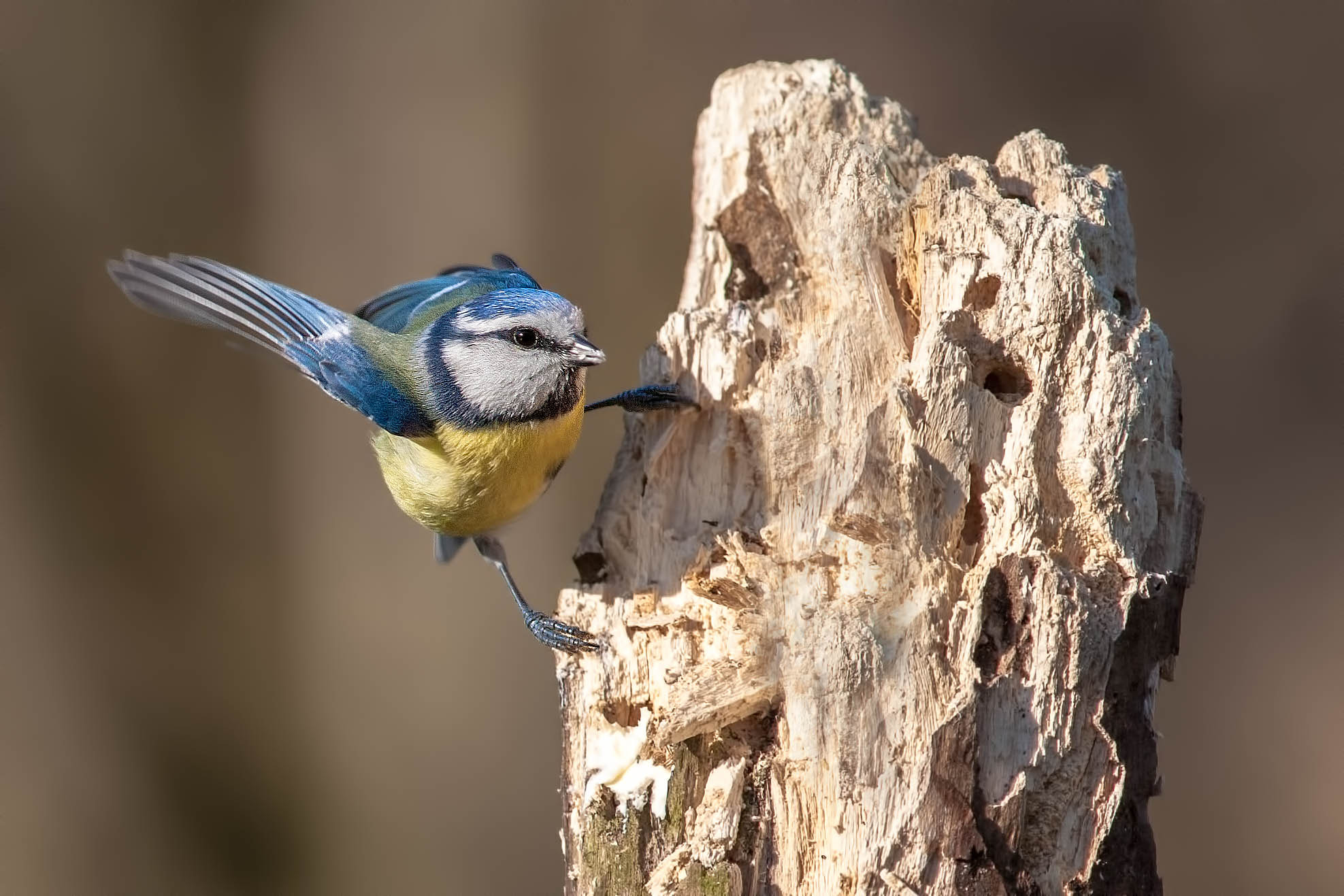 Canon EF 300mm F4L IS USM sample photo. Blue tit photography