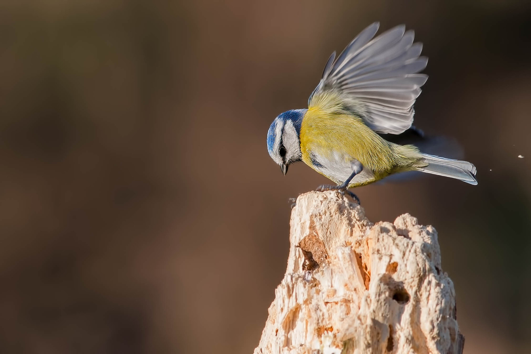 Canon EF 300mm F4L IS USM sample photo. Blue tit photography