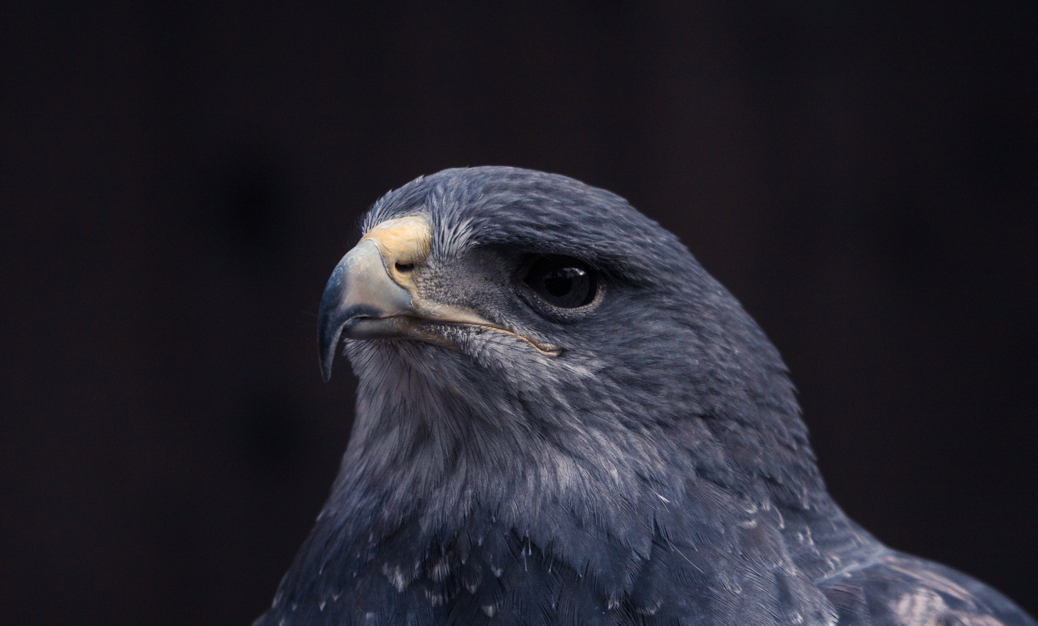 Canon EOS 40D + Canon EF 70-300mm F4.5-5.6 DO IS USM sample photo. Chilean blue eagle photography