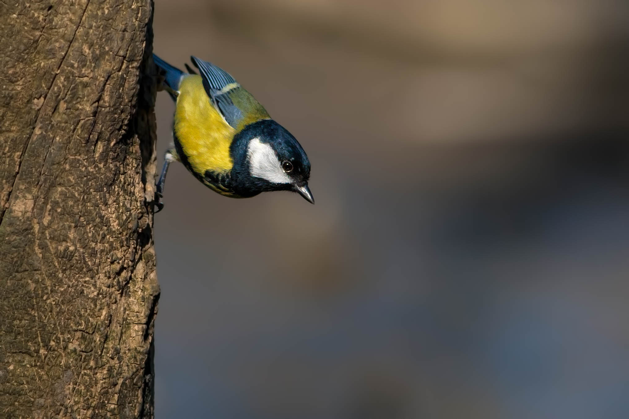 Canon EF 300mm F4L IS USM sample photo. Parus major photography