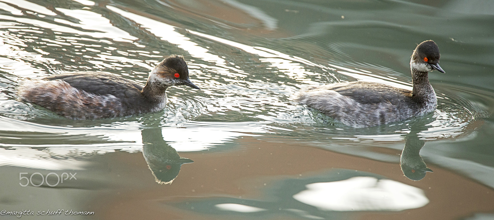 Tamron SP 150-600mm F5-6.3 Di VC USD sample photo. Black necked grebe.. photography