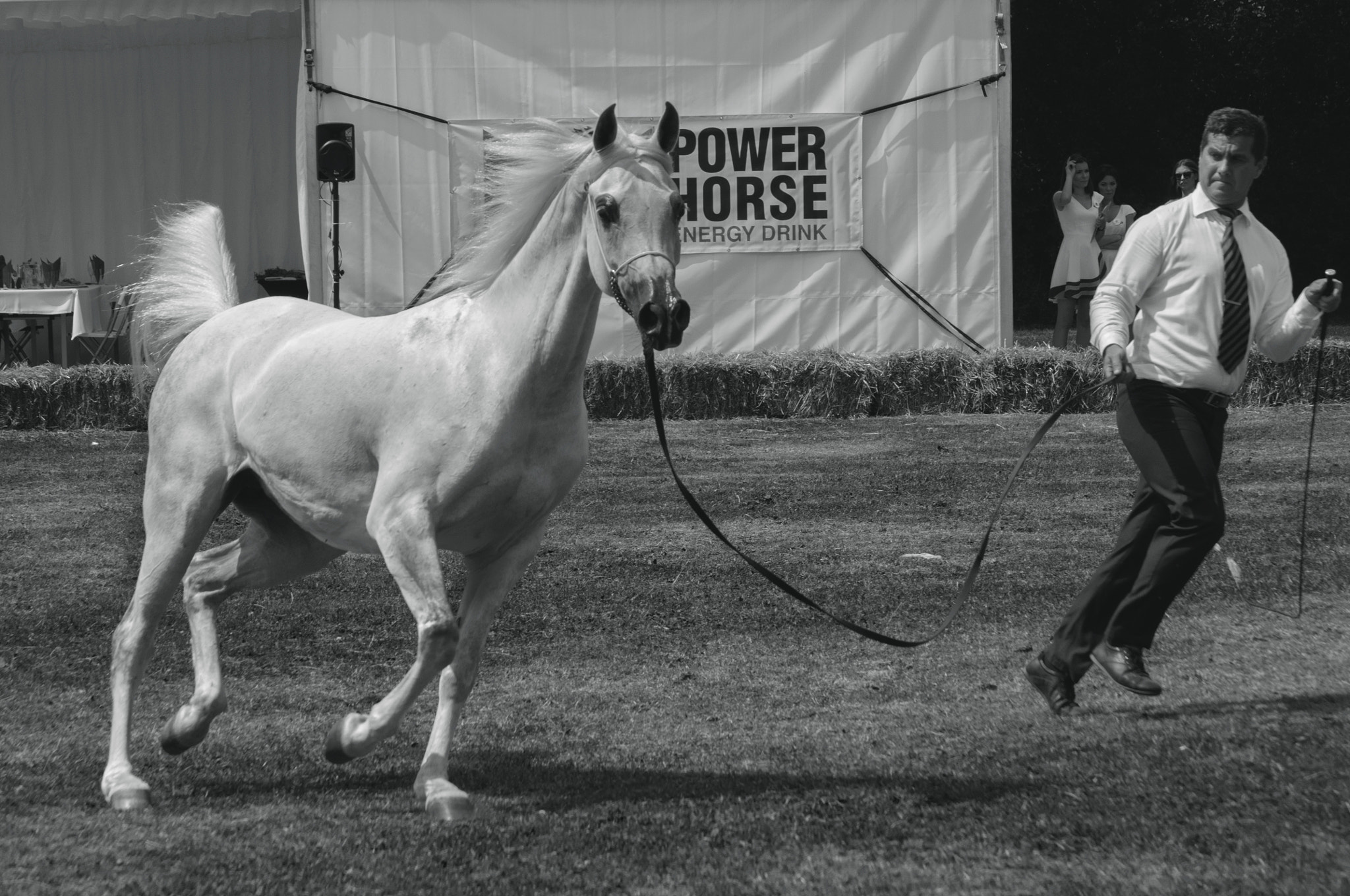 AF-S DX VR Nikkor 18-55mm f/3.5-5.6G II + 2.8x sample photo. Arabian horses poland photography