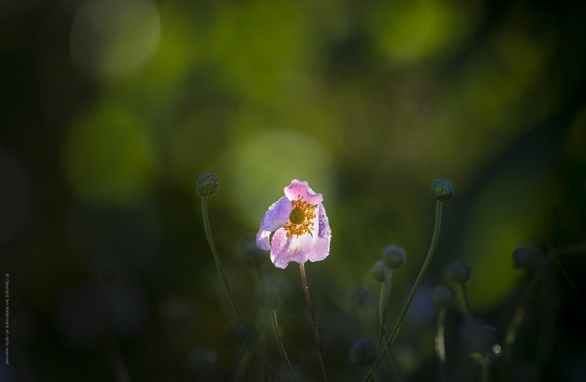 Nikon AF-S Nikkor 300mm F2.8G ED VR II sample photo. Twin photography