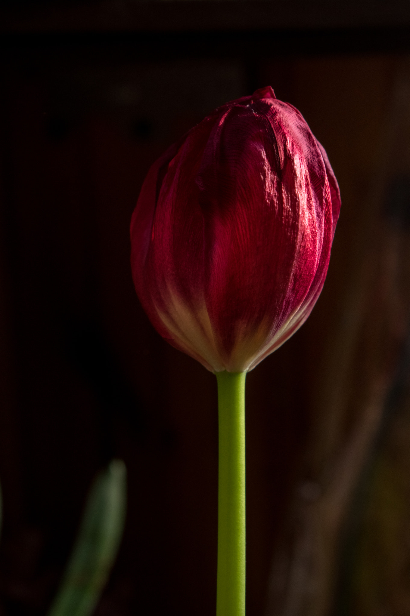 Pentax smc DA 18-55mm F3.5-5.6 AL sample photo. Tulip photography
