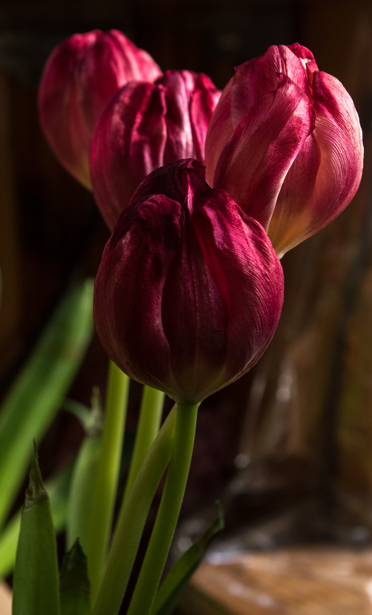 Pentax smc DA 18-55mm F3.5-5.6 AL sample photo. Tulips vying for attention photography