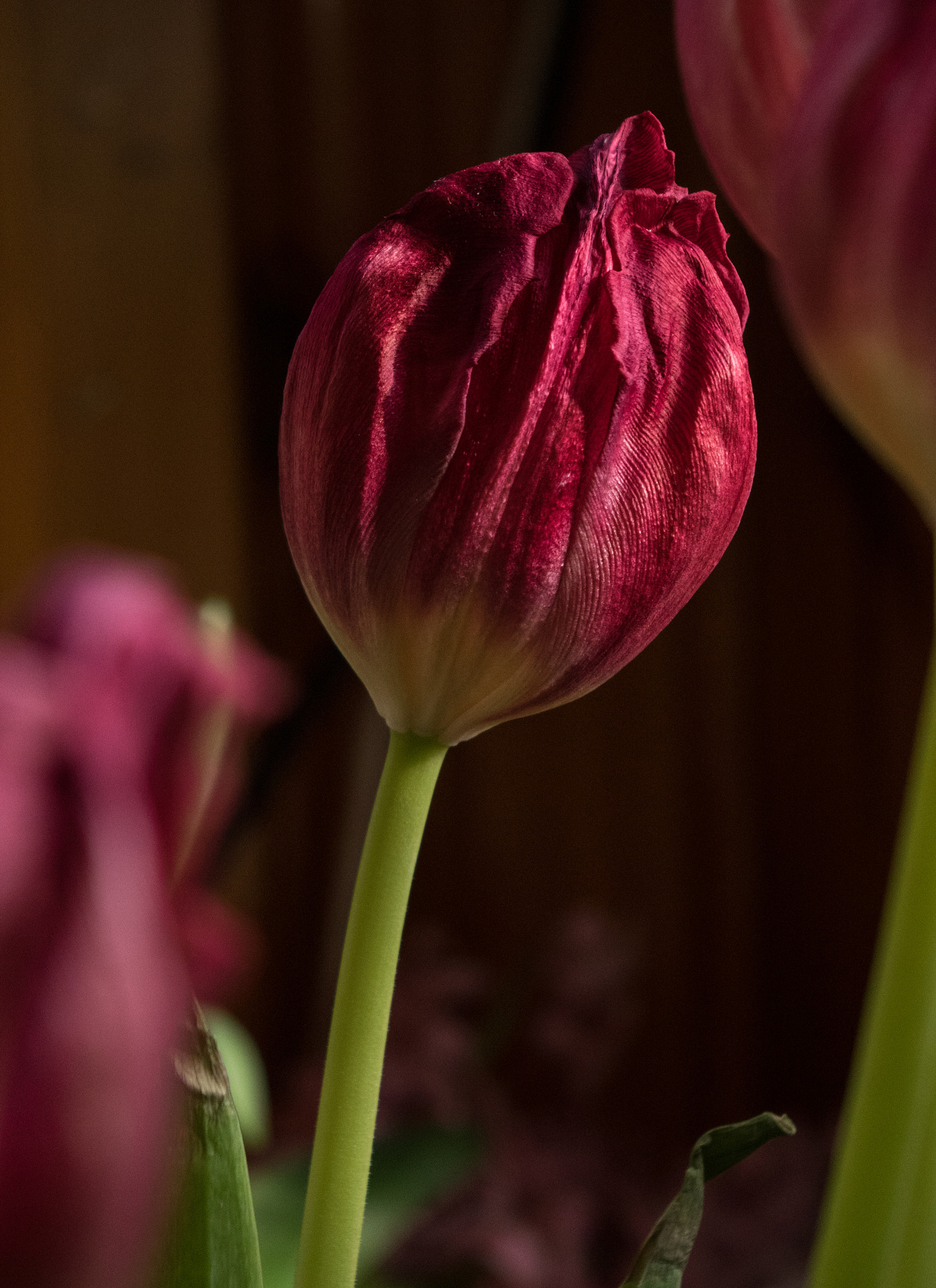 Pentax smc DA 18-55mm F3.5-5.6 AL sample photo. Ripples and ridges photography