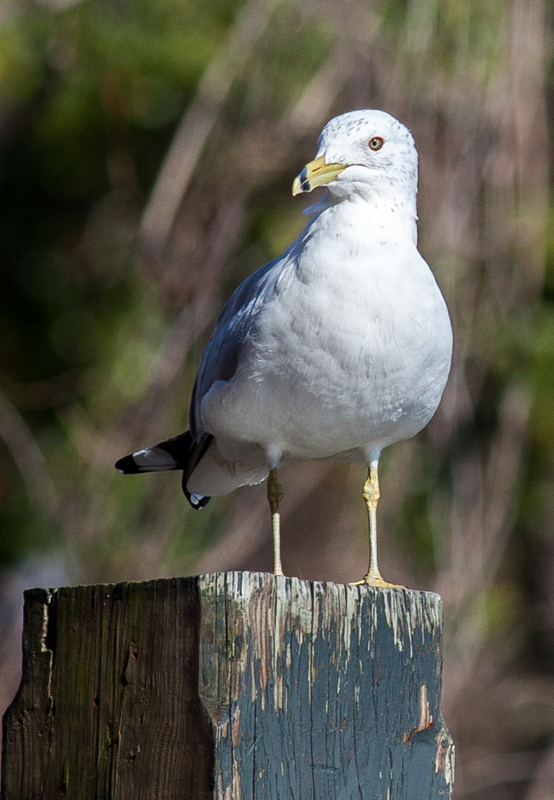 Canon EOS 5D Mark II + Canon EF 400mm F5.6L USM sample photo. Bird is the word photography