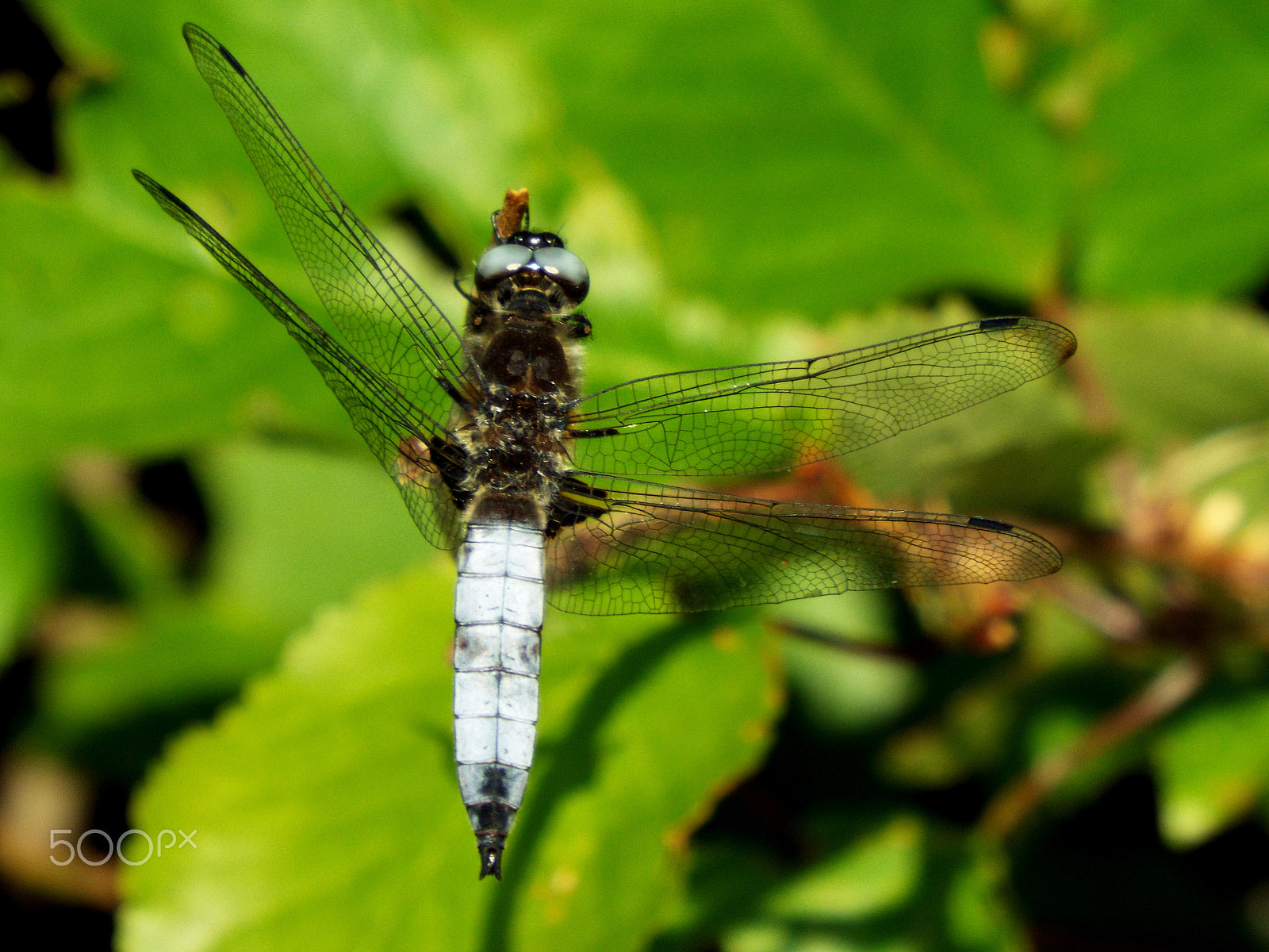 Fujifilm FinePix S8400W sample photo. Her majesty german dragonfly photography