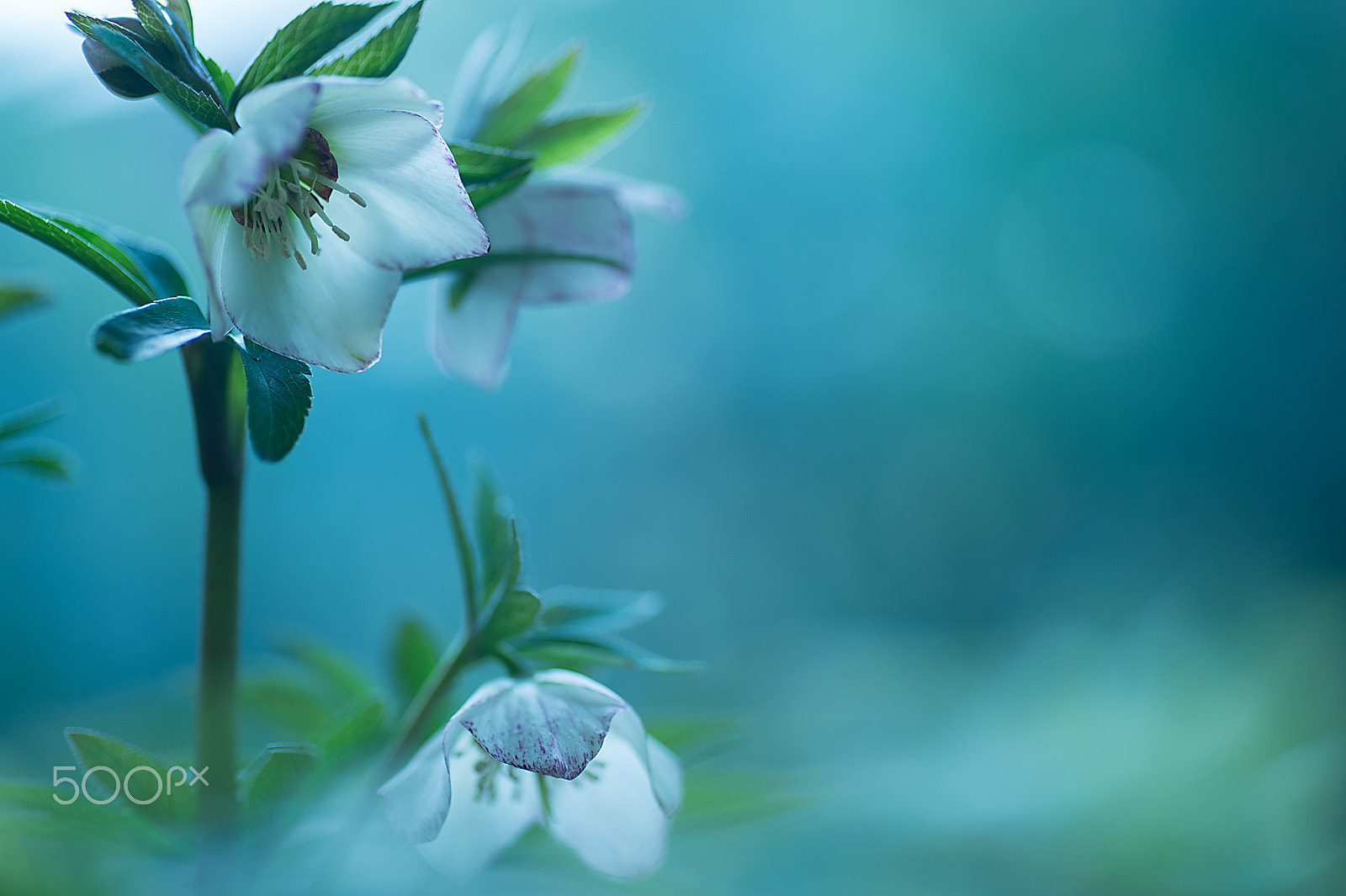 Nikon Df sample photo. White christmas rose photography