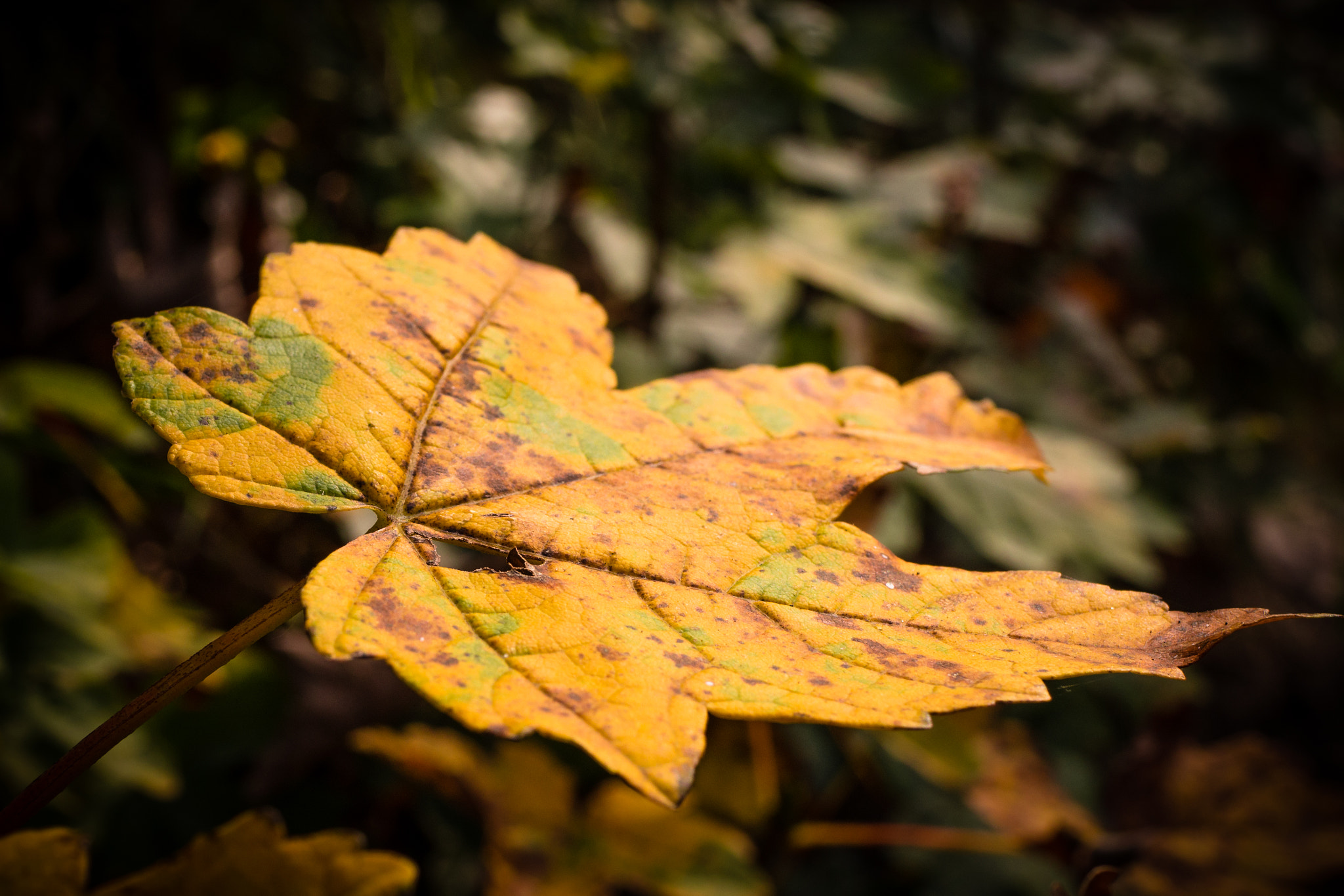 Panasonic Lumix G Macro 30mm F2.8 ASPH Mega OIS sample photo. Last days of a leaf photography