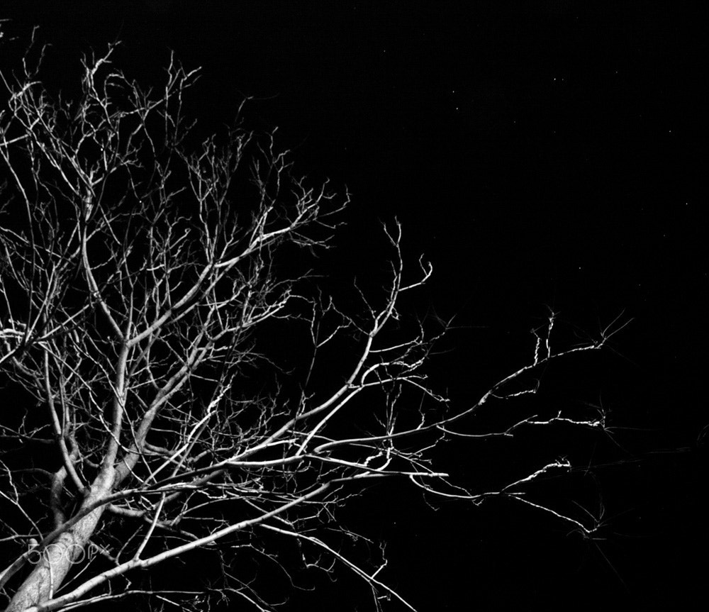 Sigma 17-70mm F2.8-4.5 DC Macro Asp. IF sample photo. Tree photography