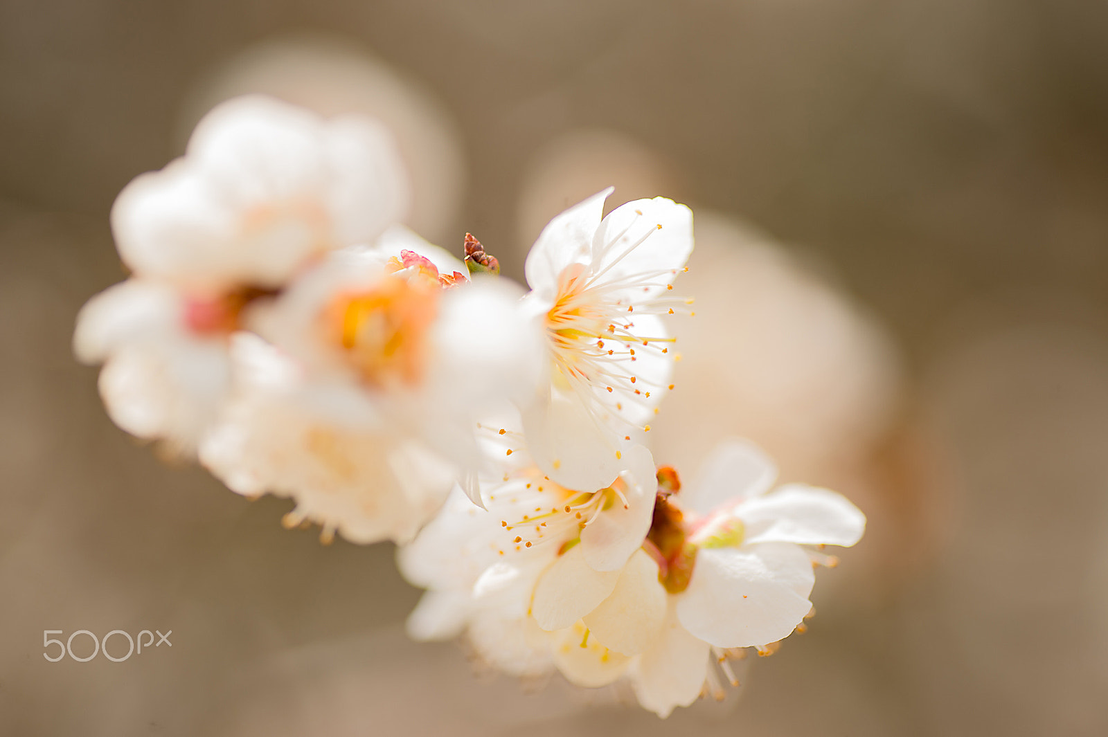 Nikon Df sample photo. White plum photography