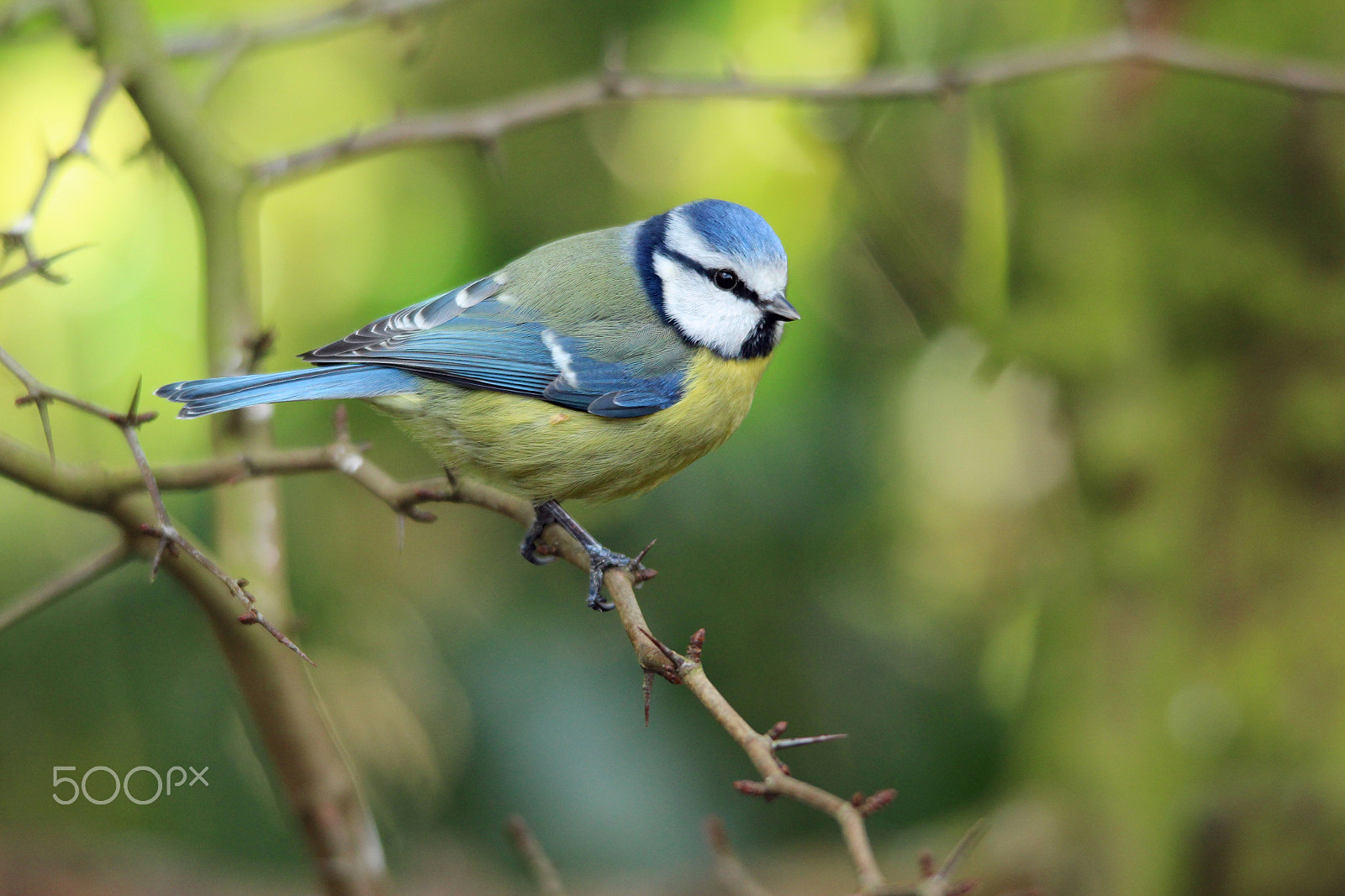 Sigma 150-500mm F5-6.3 DG OS HSM sample photo. Blue tit photography