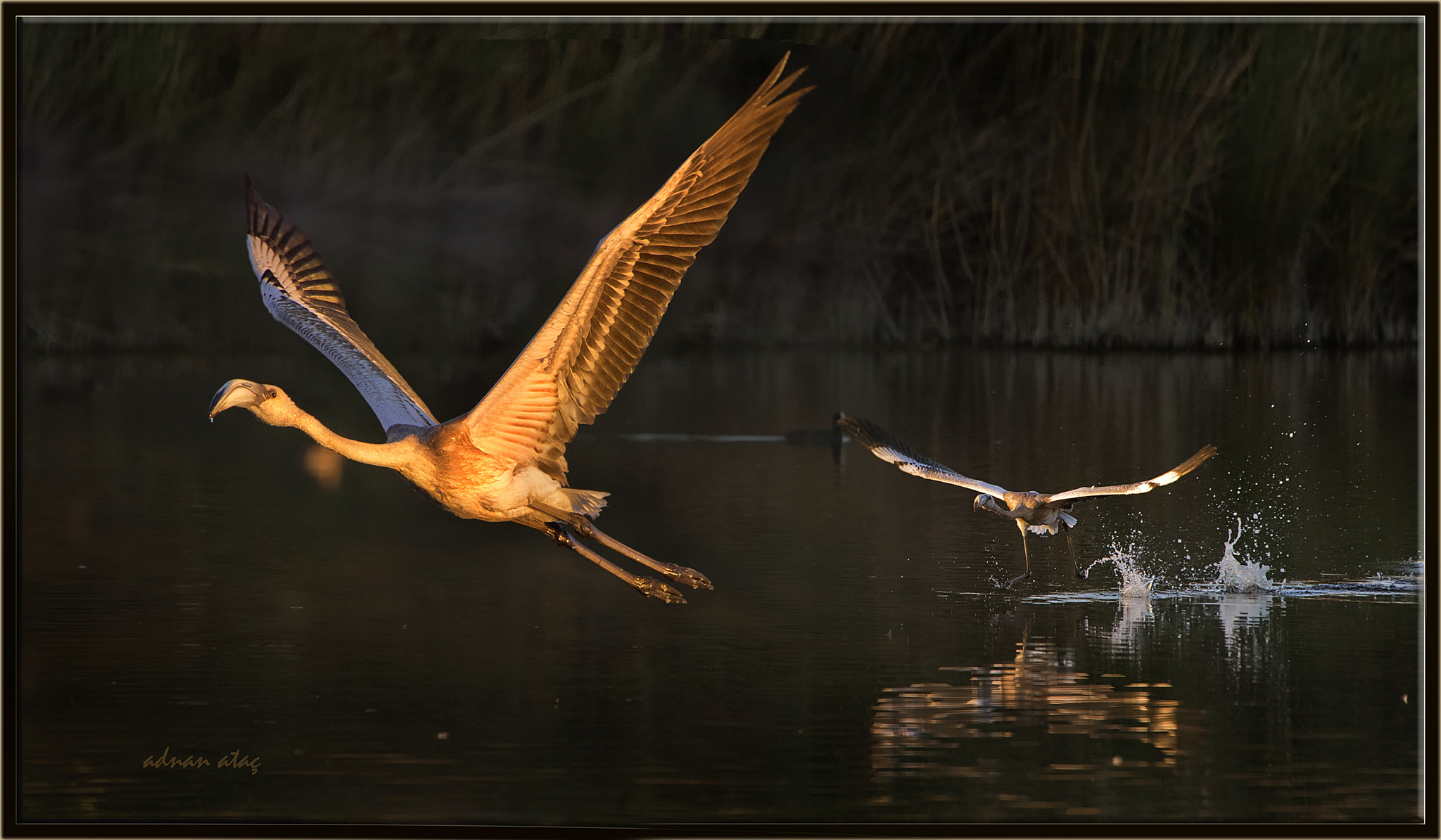 Sigma 50-500mm F4.5-6.3 DG OS HSM sample photo. Flamingo - phoenicopterus roseus - greater flamingo photography