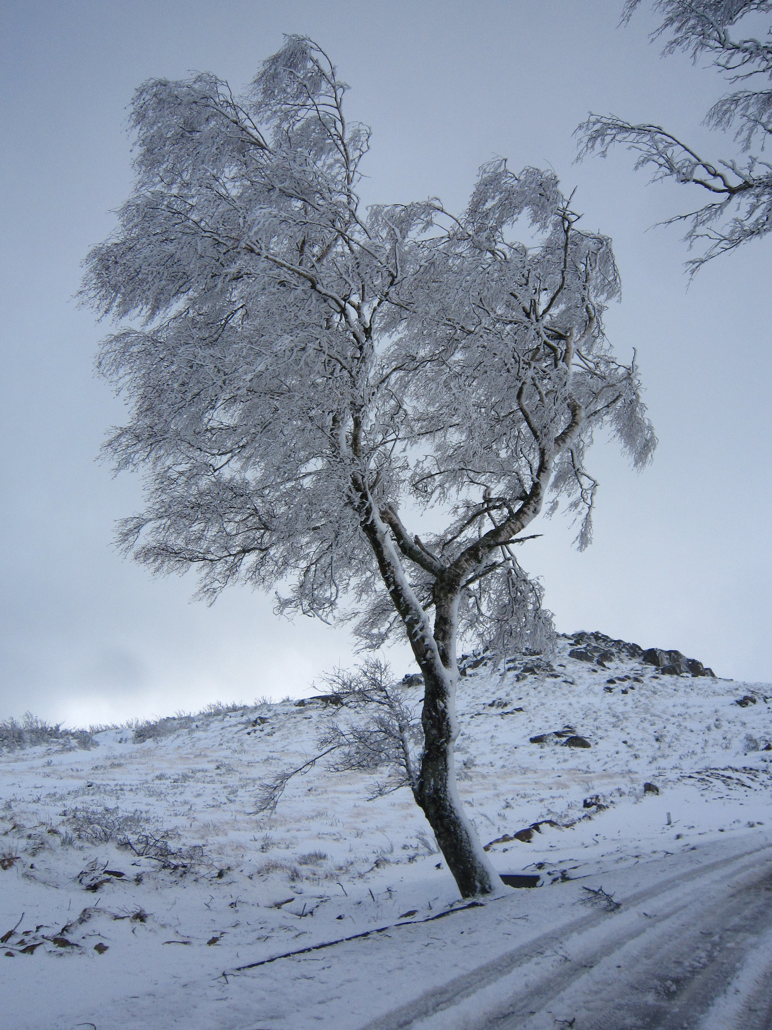 Canon PowerShot SD980 IS (Digital IXUS 200 IS / IXY Digital 930 IS) sample photo. Ice tree photography