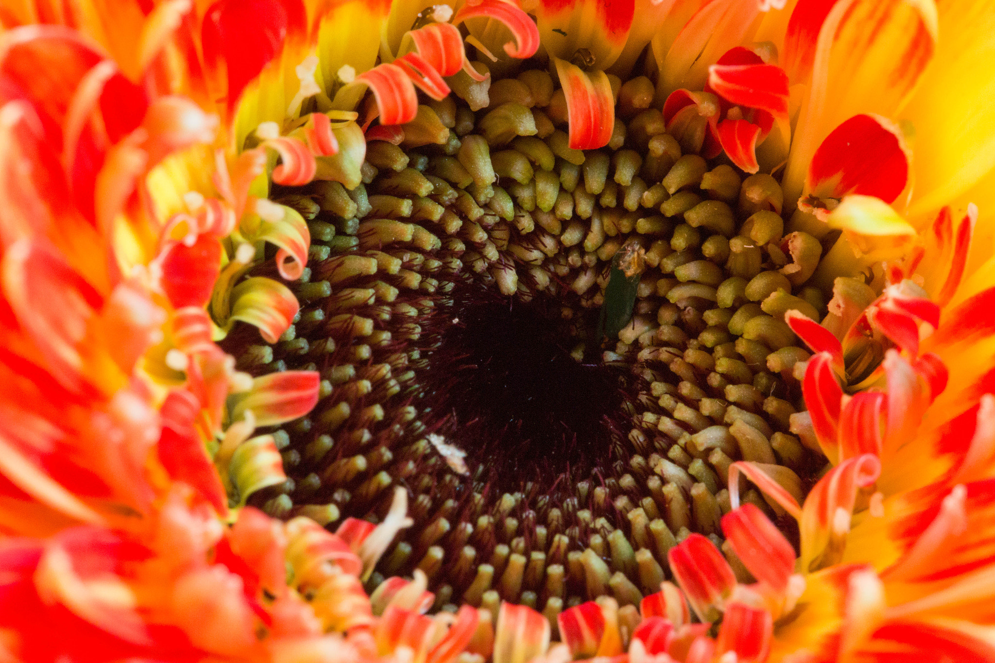 Canon EF 100mm F2.8 Macro USM sample photo