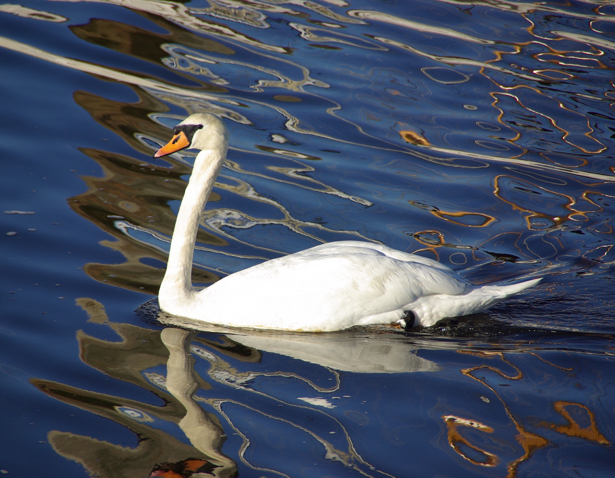 Pentax K10D sample photo. Regal photography