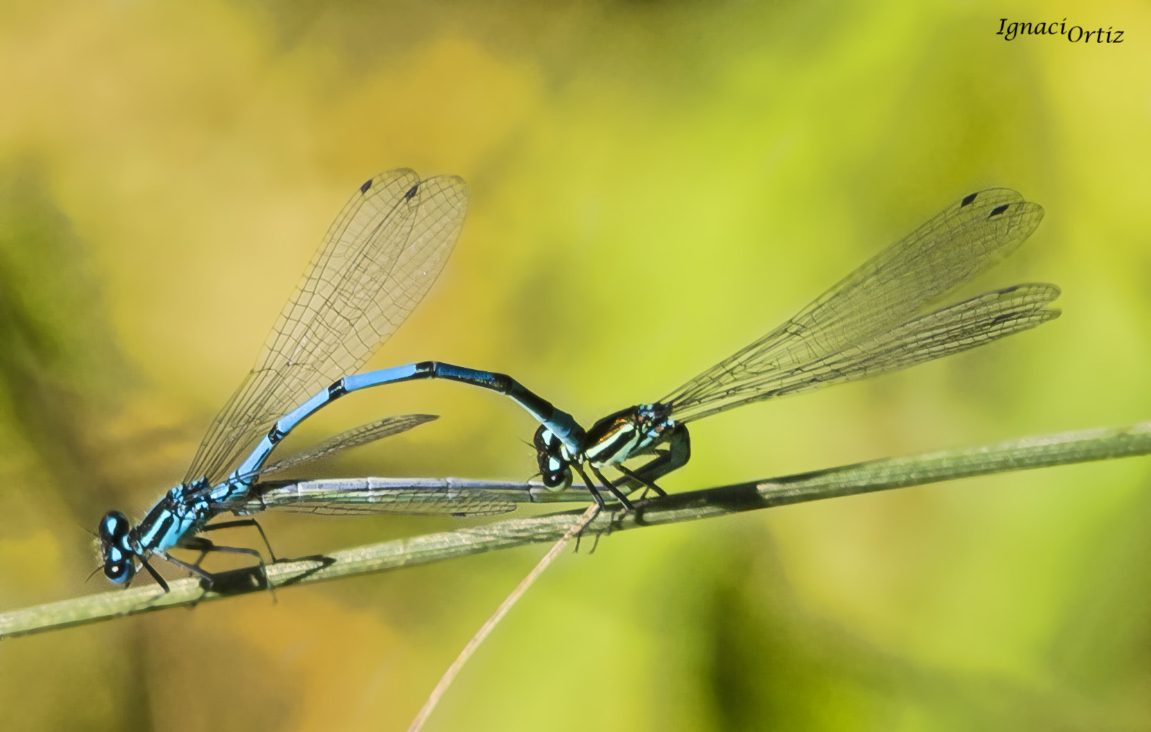 Sigma 150-500mm F5-6.3 DG OS HSM sample photo. Lovers photography