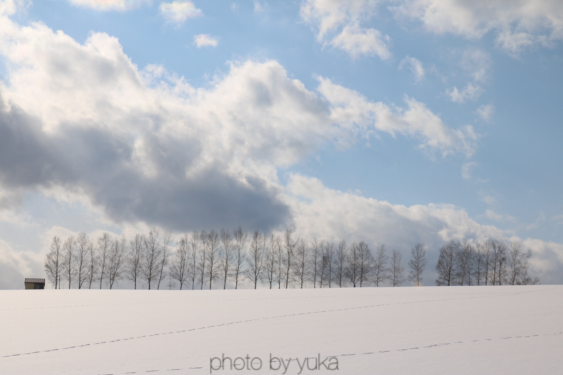 Canon EOS 750D (EOS Rebel T6i / EOS Kiss X8i) sample photo. セブンスターの木 photography