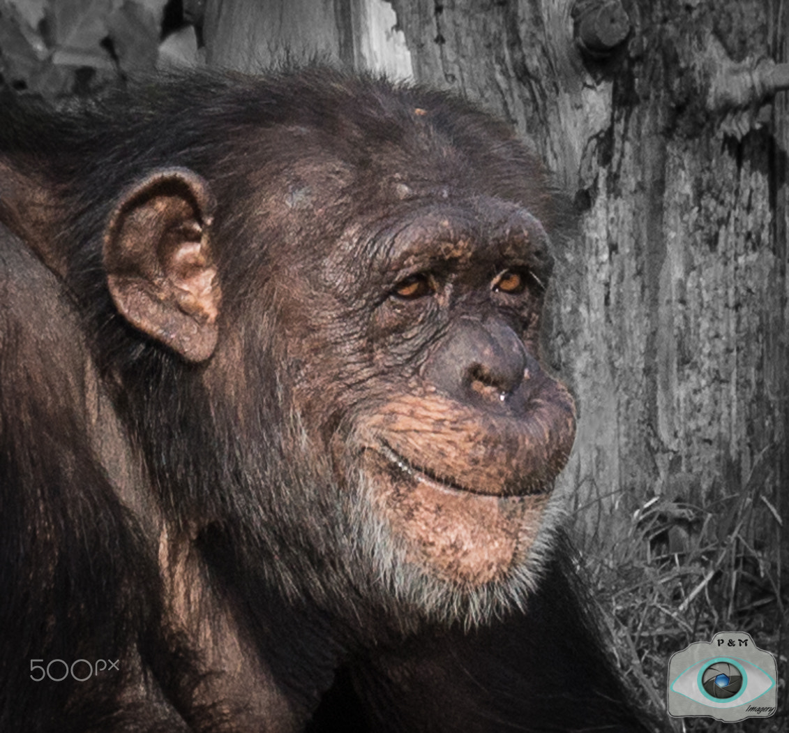 Canon EF 70-300mm F4-5.6L IS USM sample photo. Happy days photography