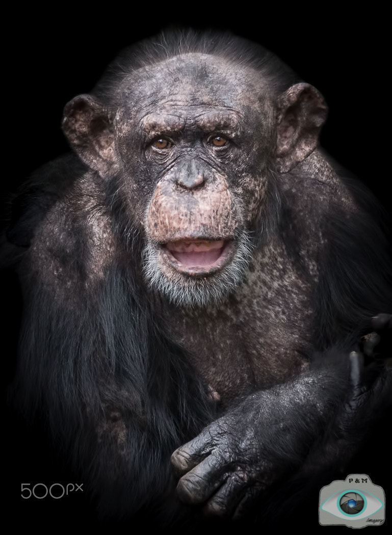 Canon EF 70-300mm F4-5.6L IS USM sample photo. Wise chimp photography