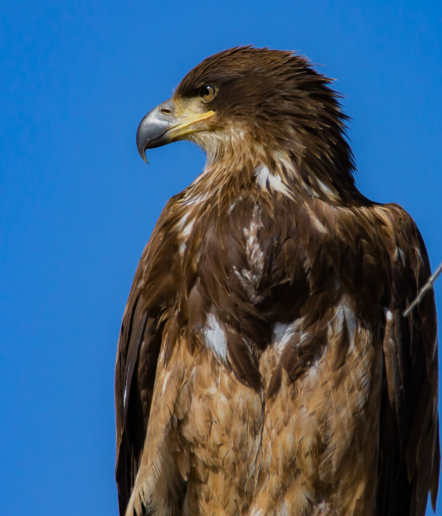 Tamron SP 150-600mm F5-6.3 Di VC USD sample photo. Bald eagle photography
