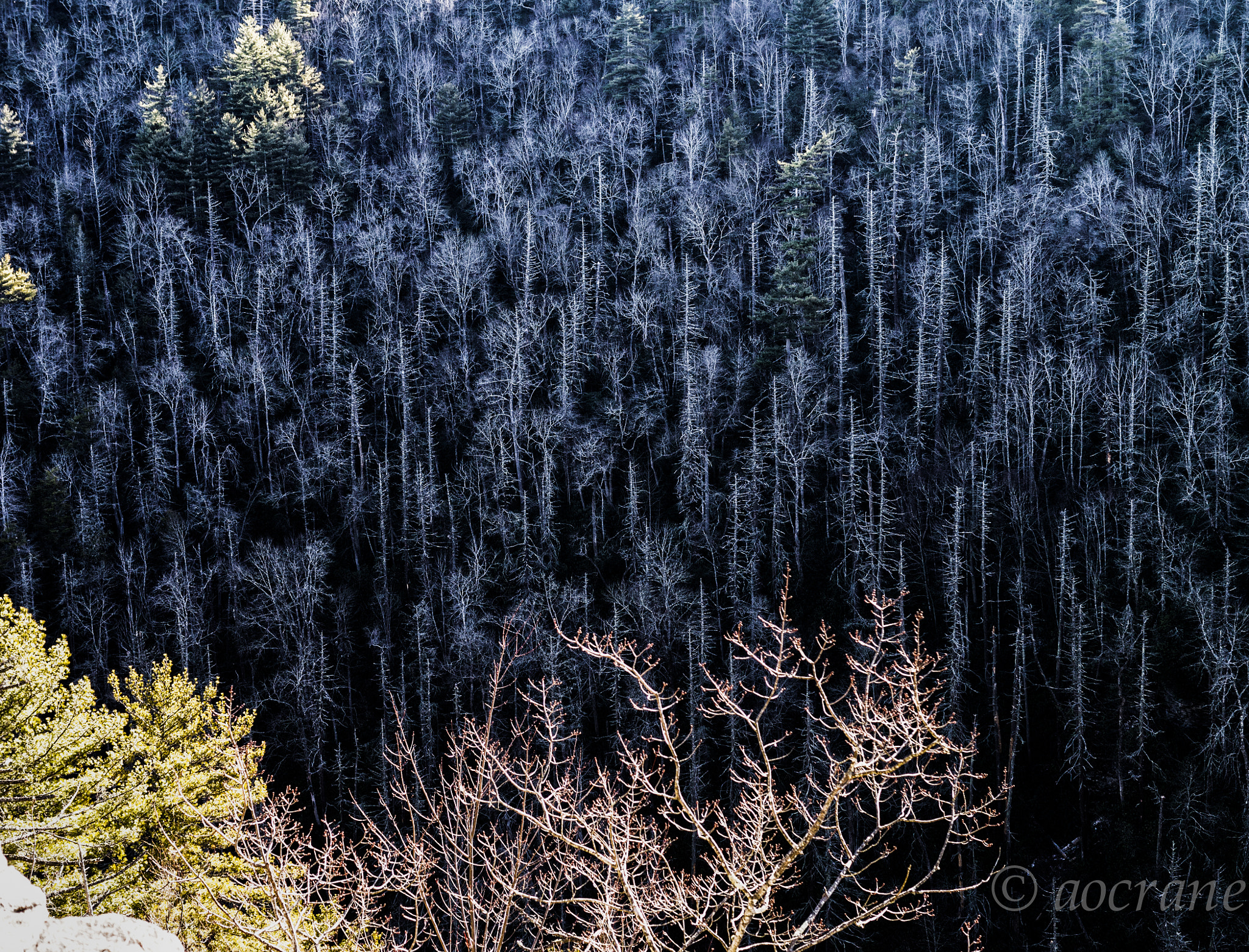 Panasonic Lumix DMC-GX1 + Panasonic Leica DG Summilux 25mm F1.4 II ASPH sample photo. Ghost trees photography