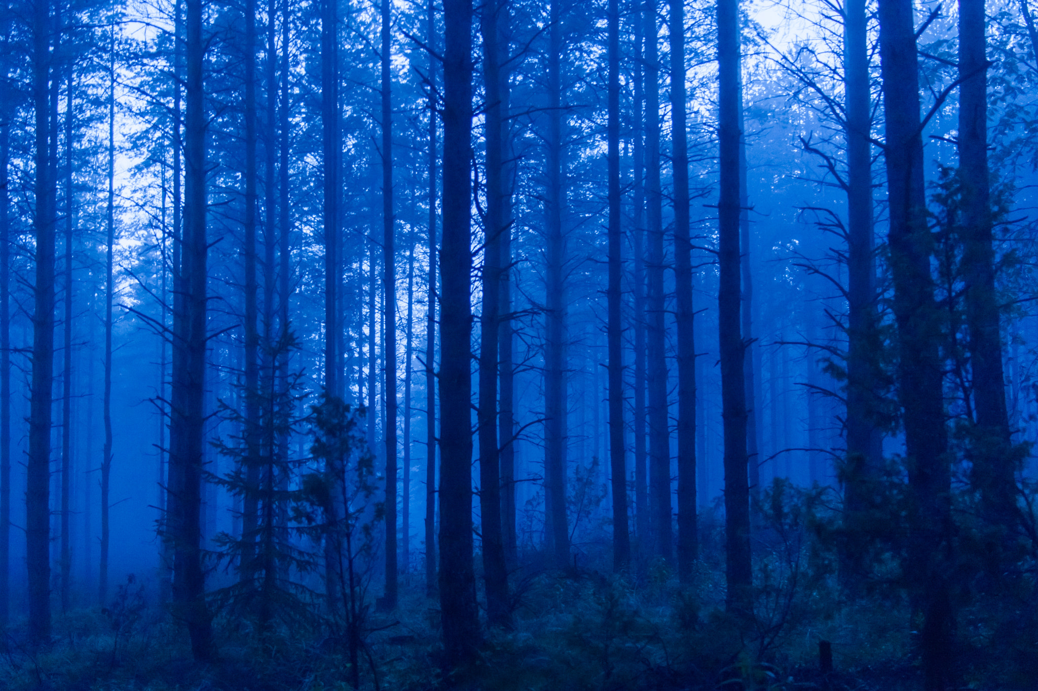 Canon EOS-1D Mark II sample photo. Nothing but blue photography