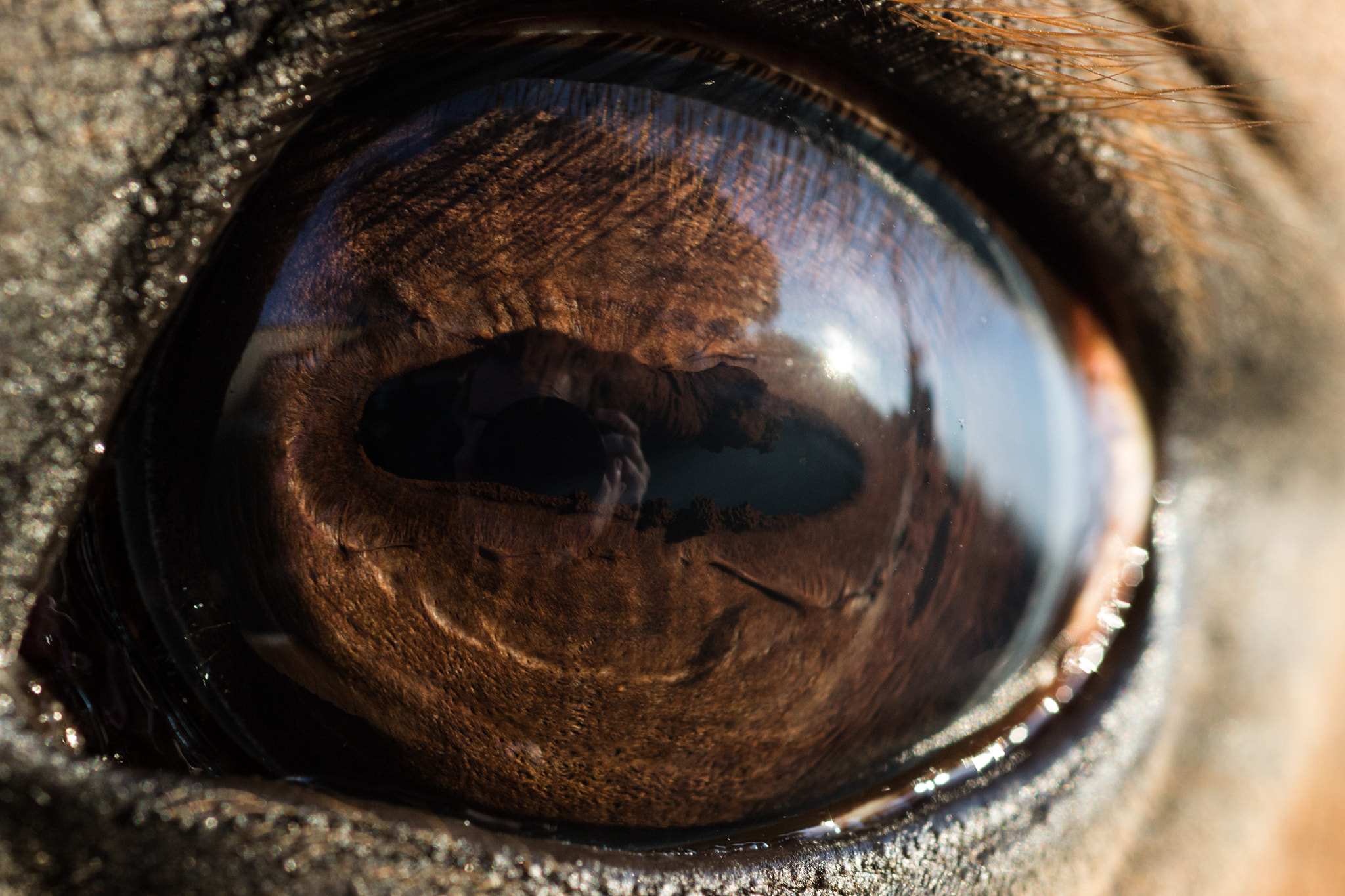 AF Micro-Nikkor 60mm f/2.8 sample photo. Horse pupil photography