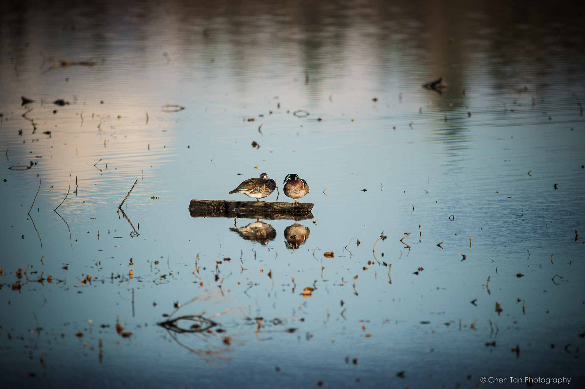 Sigma 150-600mm F5-6.3 DG OS HSM | C sample photo. Birds in early spring photography