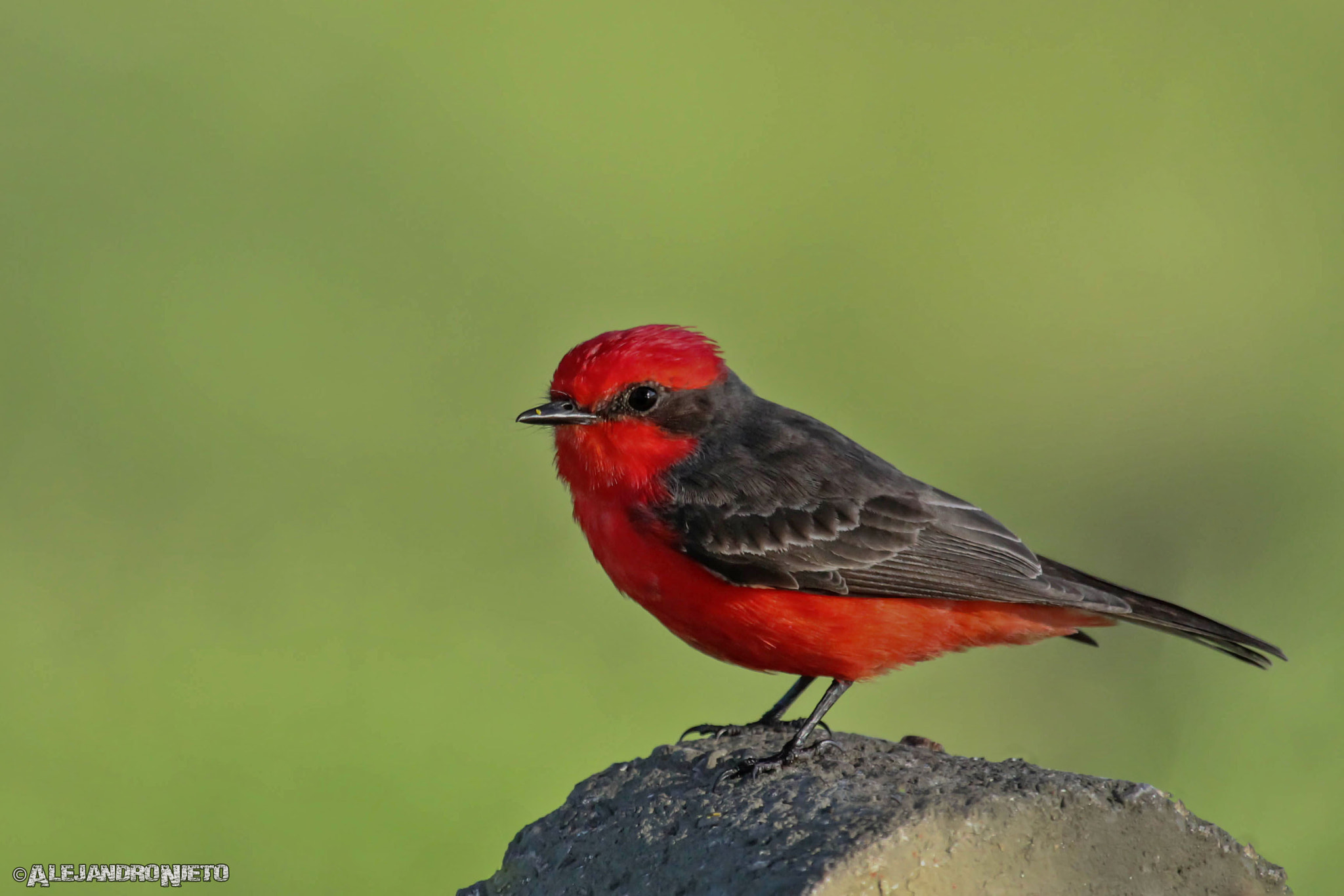 Canon EF 100-400mm F4.5-5.6L IS USM sample photo. Churrinche (pyrocephalus rubinus) photography