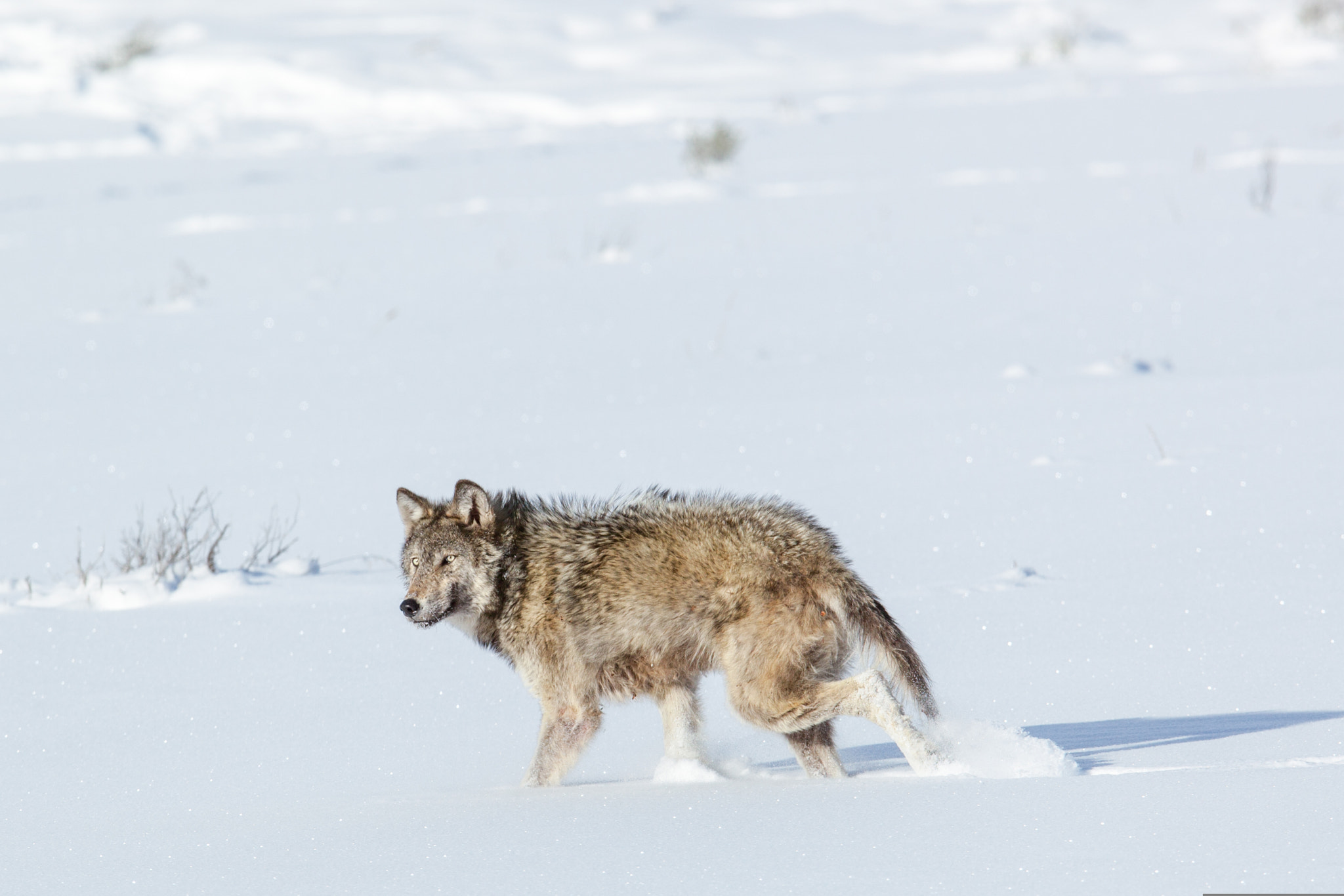 Canon EF 300mm F2.8L IS USM sample photo
