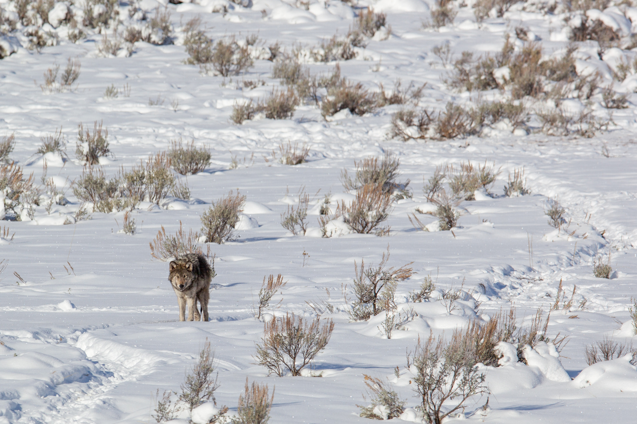 Canon EF 300mm F2.8L IS USM sample photo