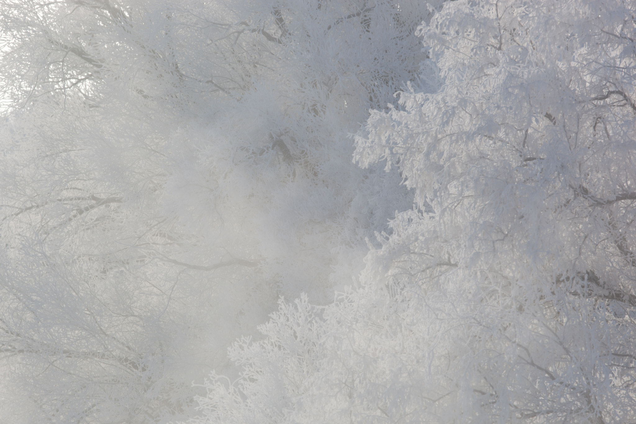 Canon EF 300mm F2.8L IS USM sample photo