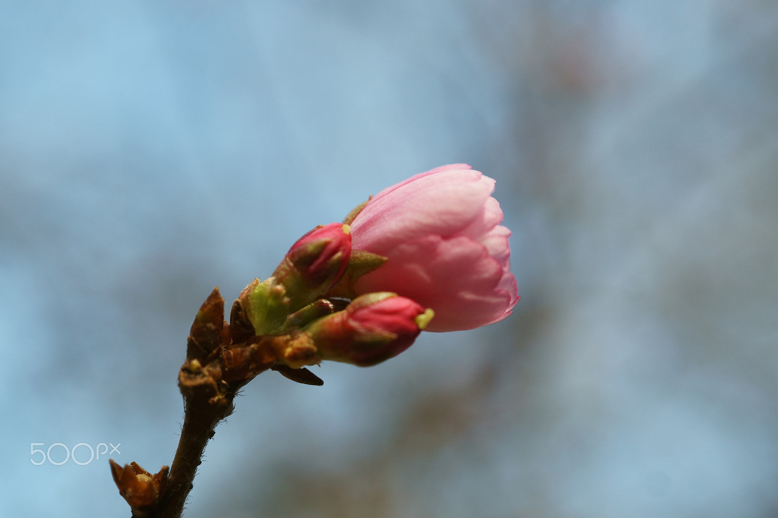 Sony SLT-A58 + Sony DT 30mm F2.8 Macro SAM sample photo. Early blossom i photography