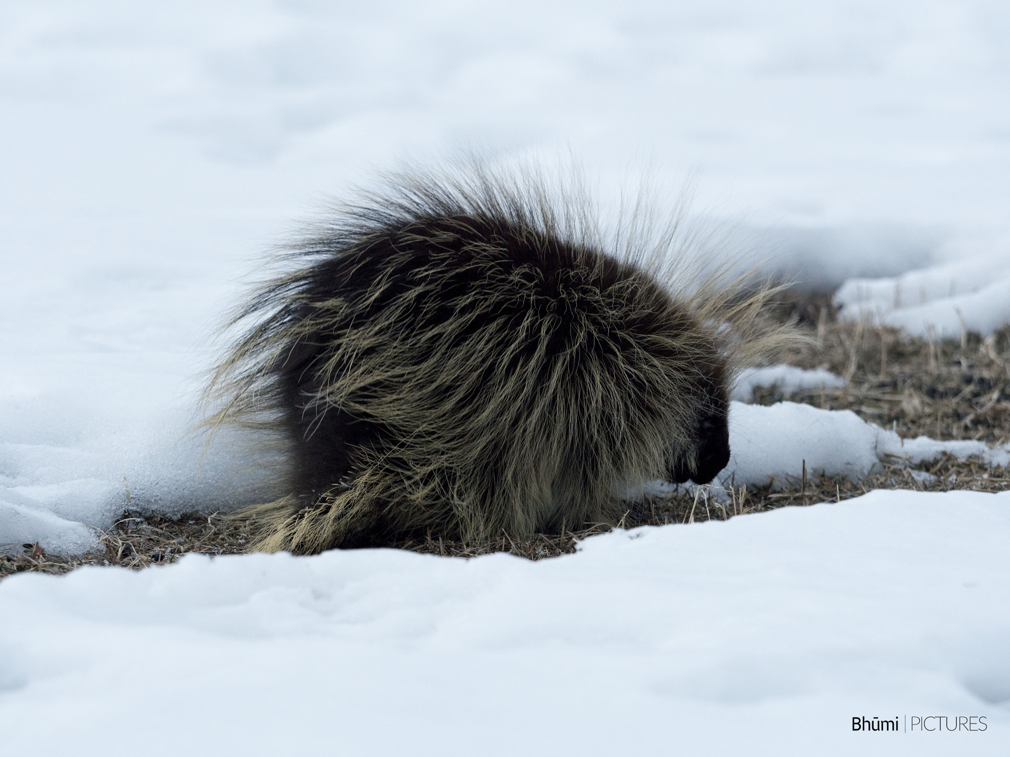 Panasonic Lumix DMC-GH4 + Olympus M.Zuiko Digital ED 40-150mm F2.8 Pro sample photo. Porcupine - erethizon dorsatum photography