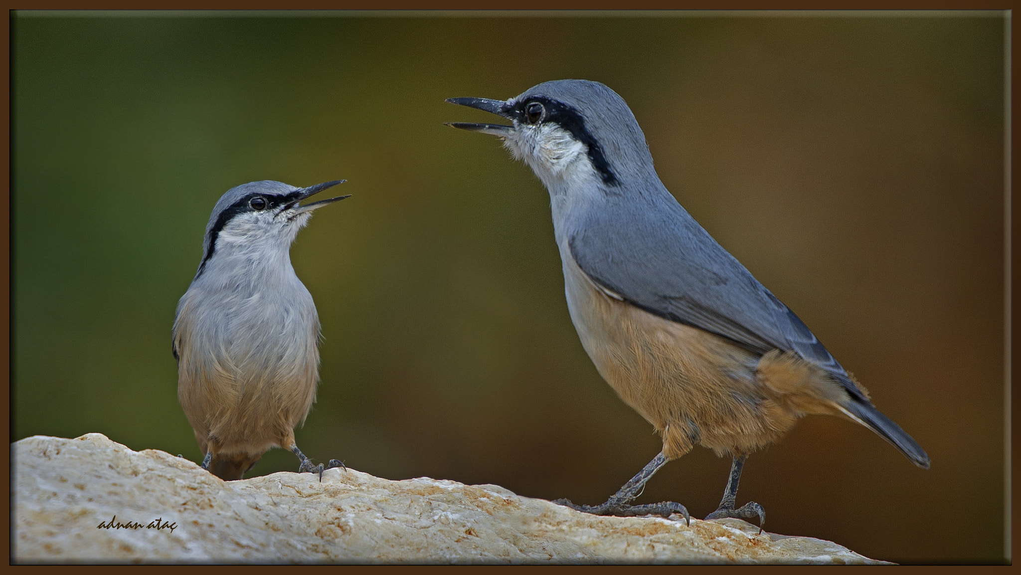 Sigma 50-500mm F4.5-6.3 DG OS HSM sample photo. Kaya sıvacısı - sitta neumayer - western rock nuthatch photography
