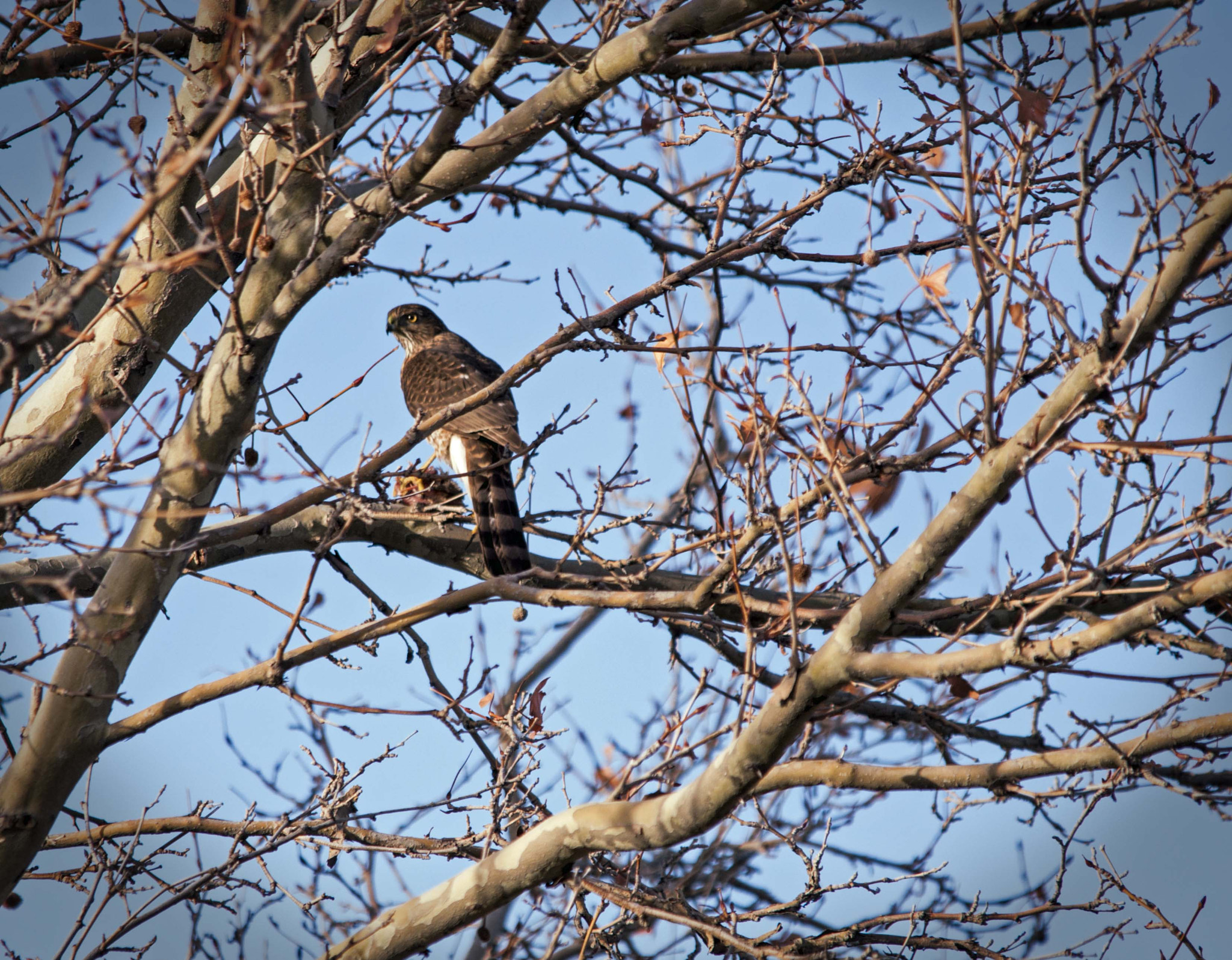 Sigma 150-500mm F5-6.3 DG OS HSM sample photo. Image photography