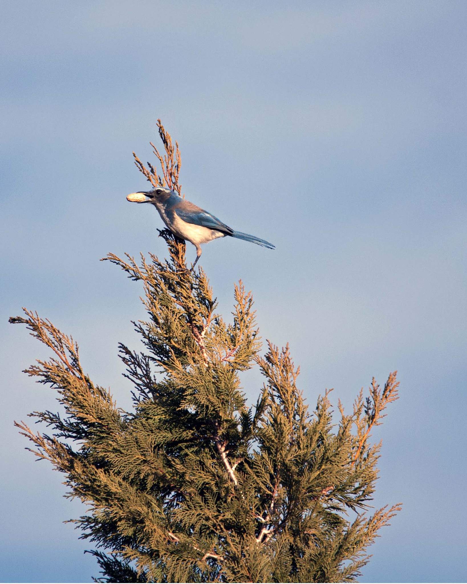 Sigma 150-500mm F5-6.3 DG OS HSM sample photo. Image photography