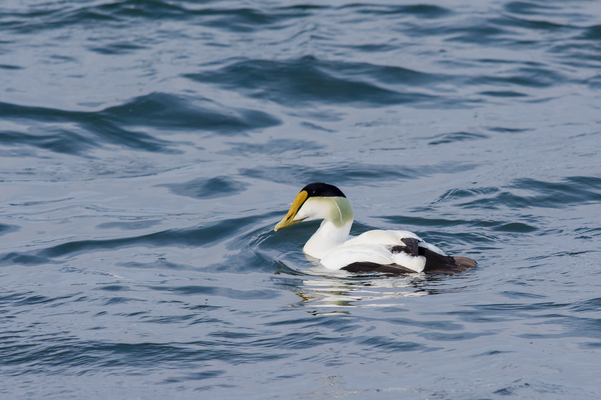 AF-S Nikkor 300mm f/2.8D IF-ED II sample photo. Common eider photography