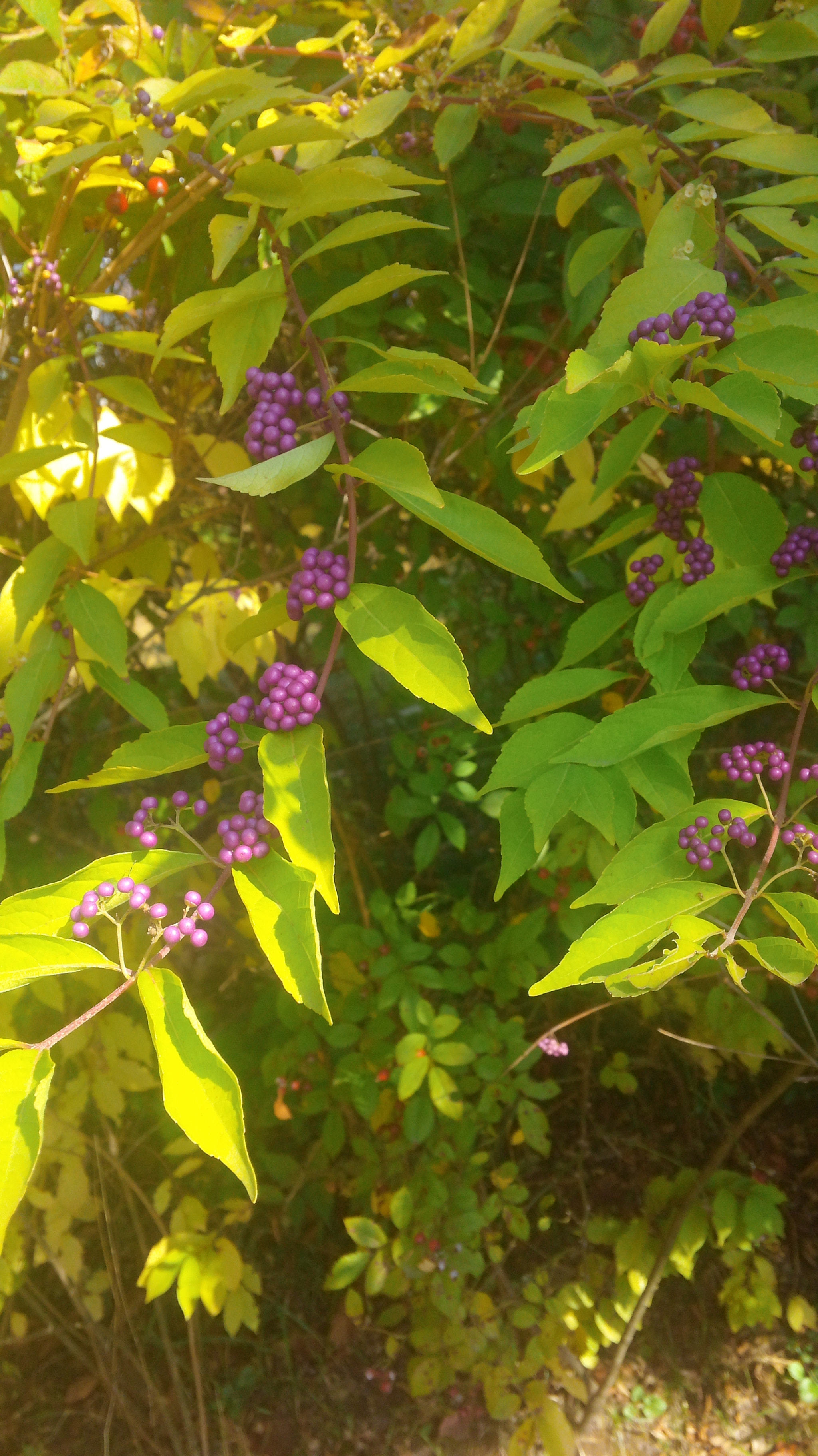 LG OPTIMUS G PRO sample photo. 20151028_101413.jpg photography