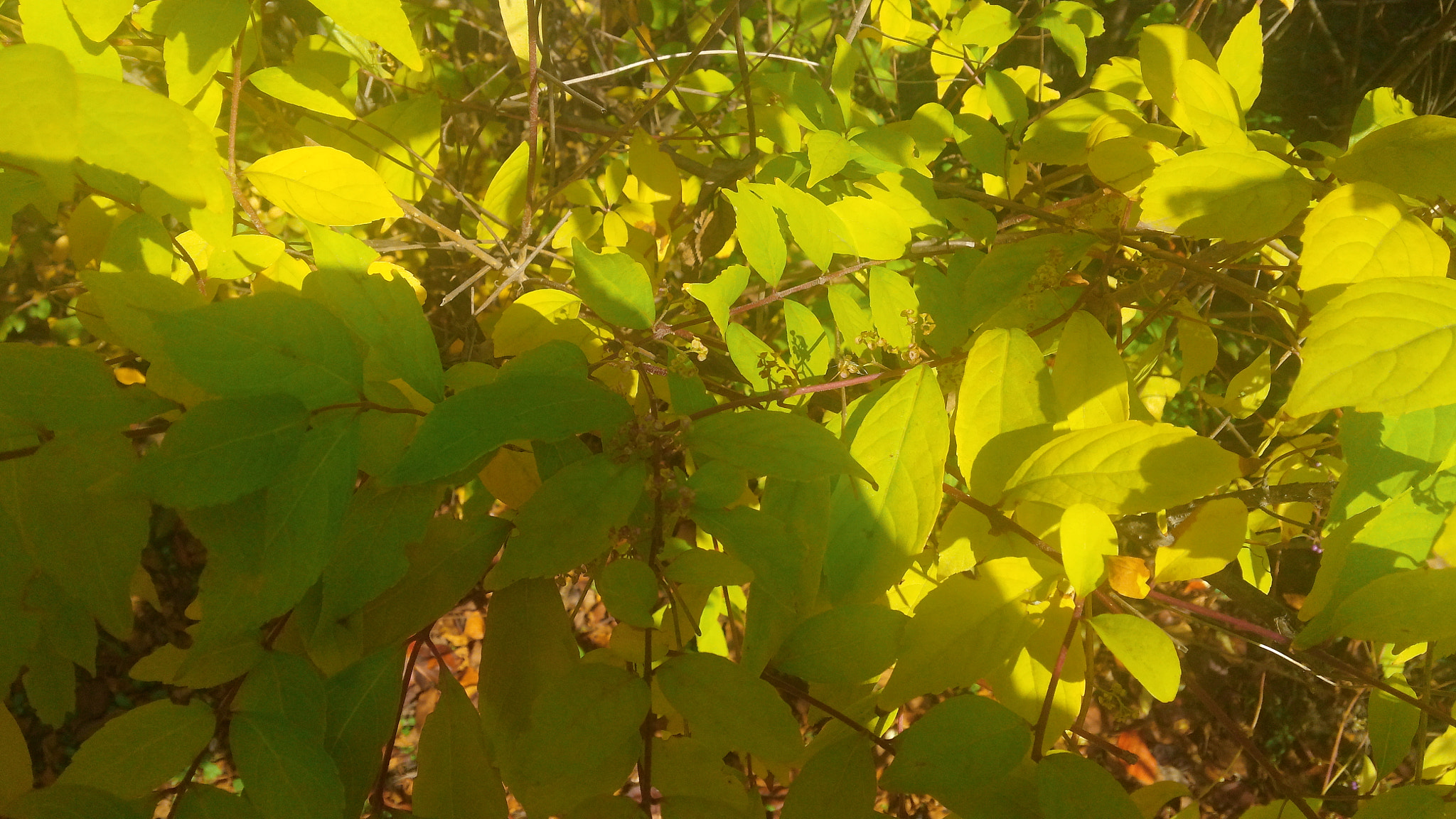 LG OPTIMUS G PRO sample photo. 20151028_101714.jpg photography