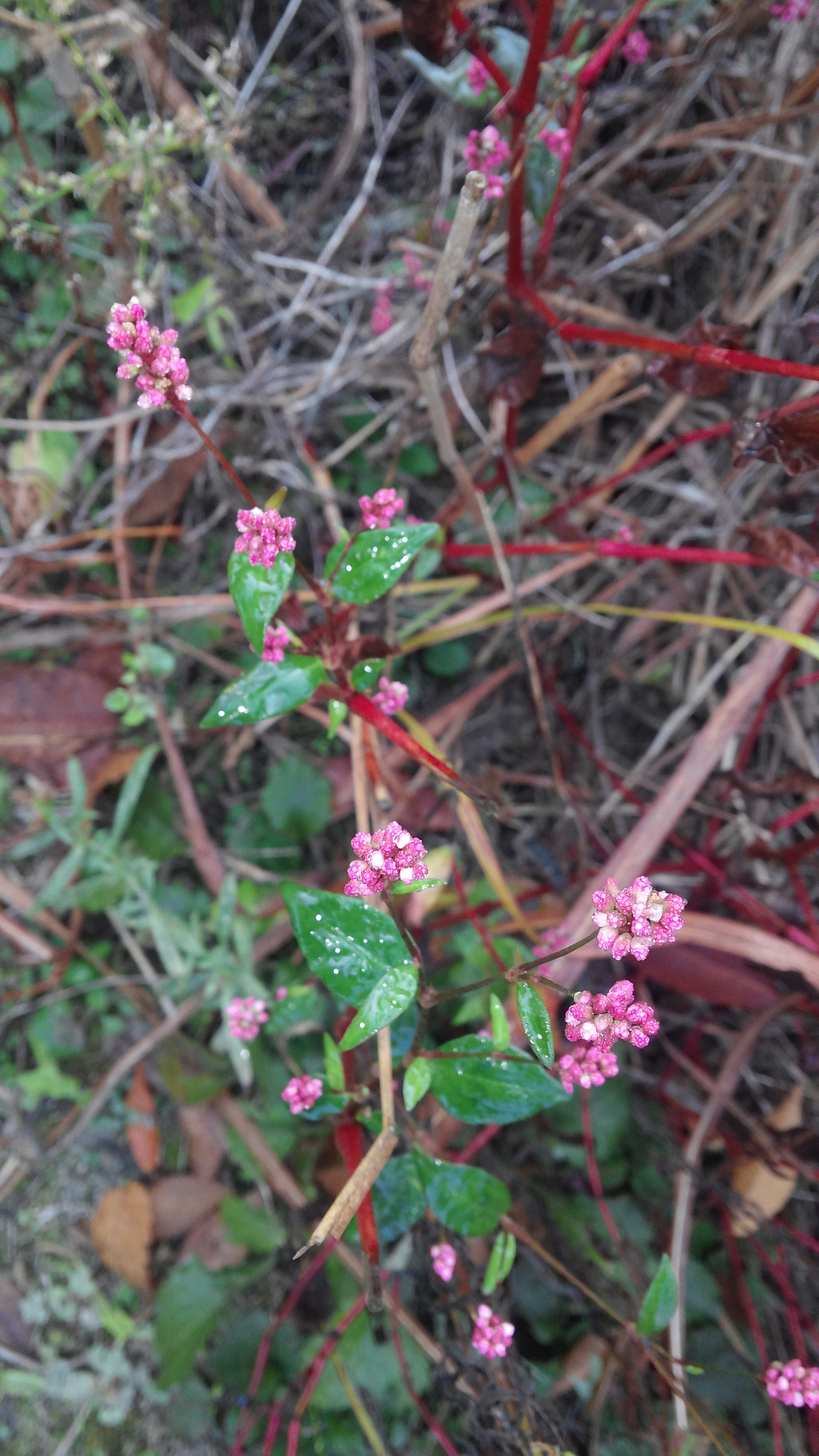 LG OPTIMUS G PRO sample photo. 20151104_095433.jpg photography