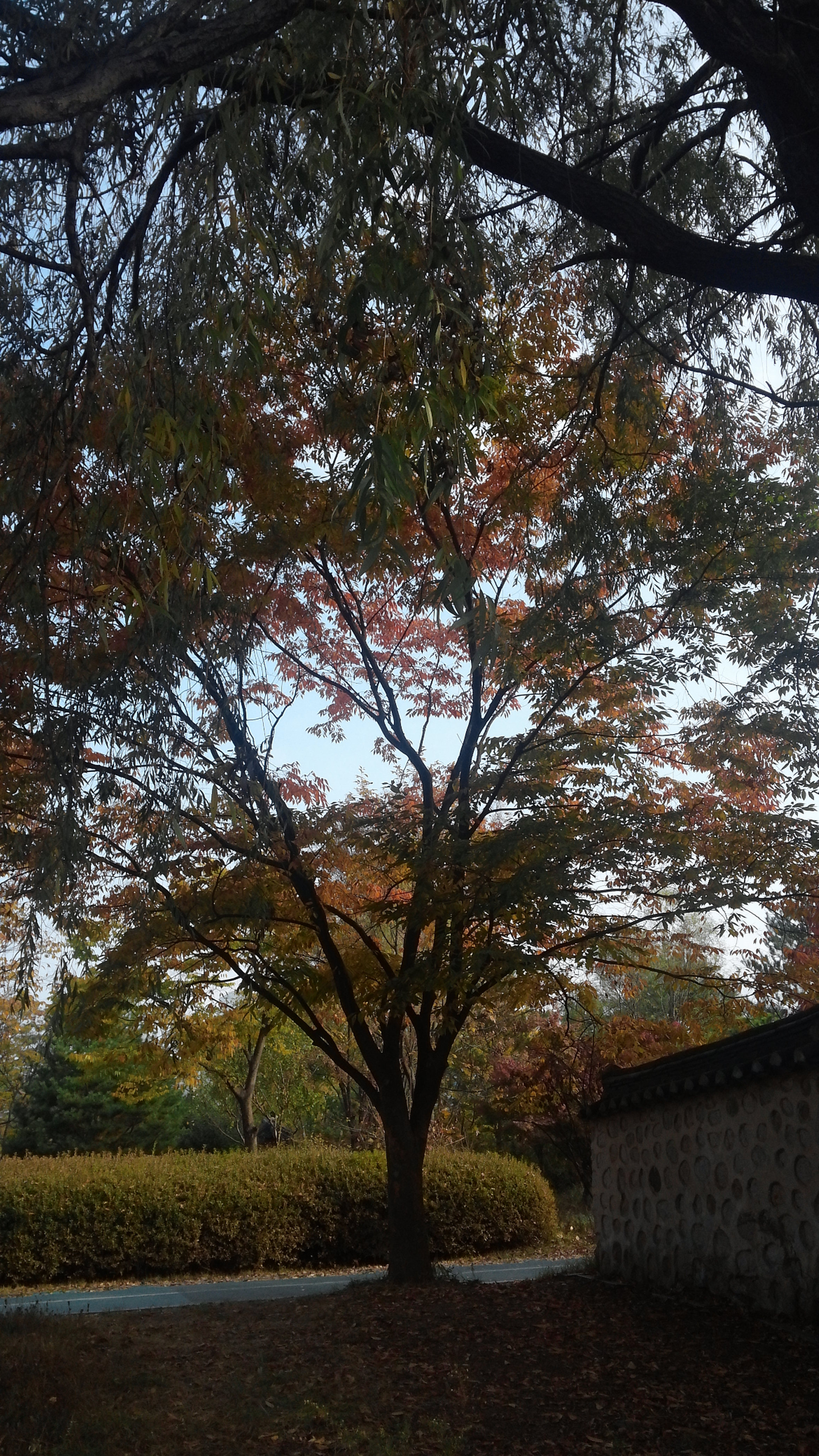 LG OPTIMUS G PRO sample photo. 20151102_092936.jpg photography