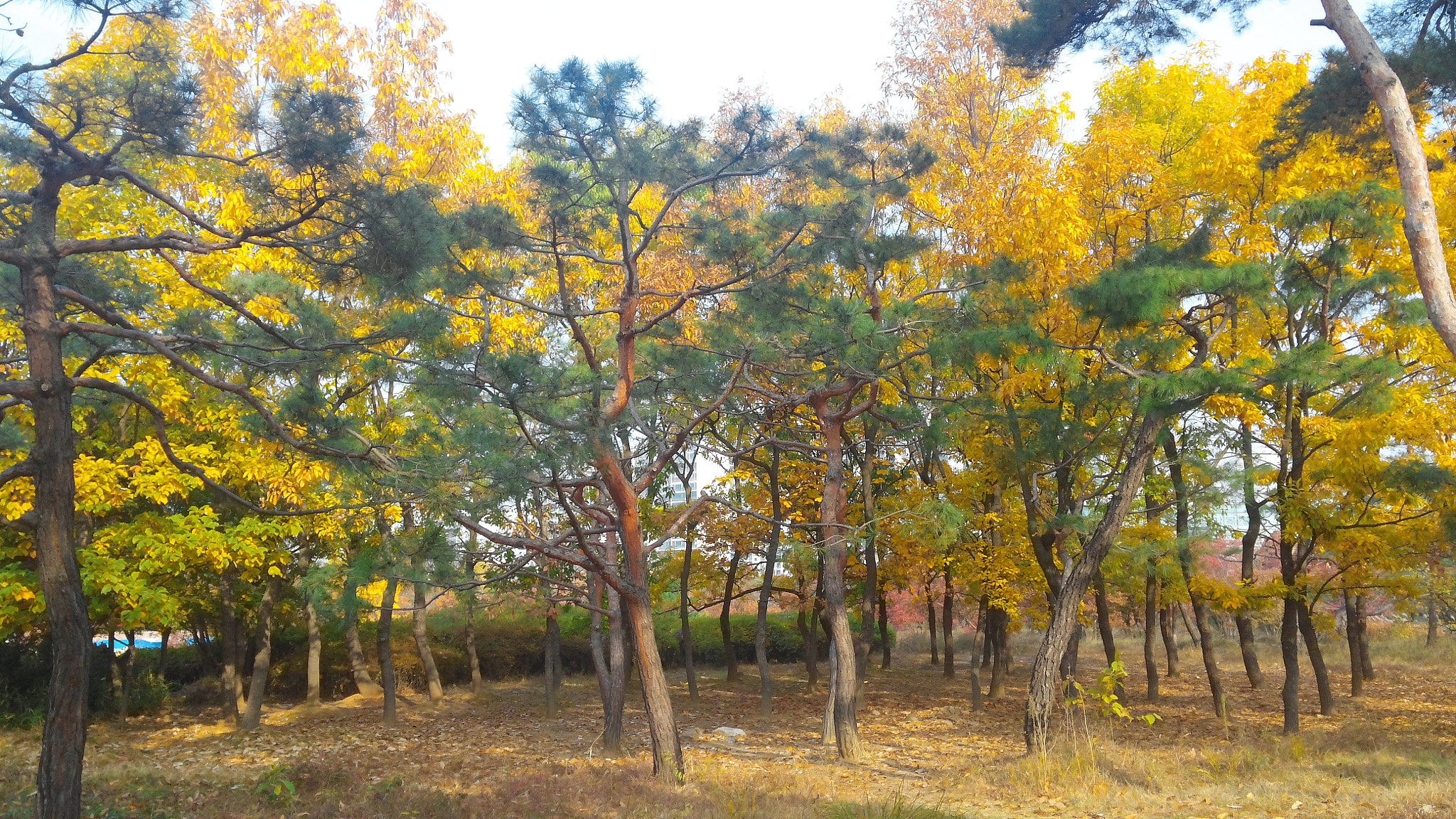 LG OPTIMUS G PRO sample photo. 20151106_095106.jpg photography