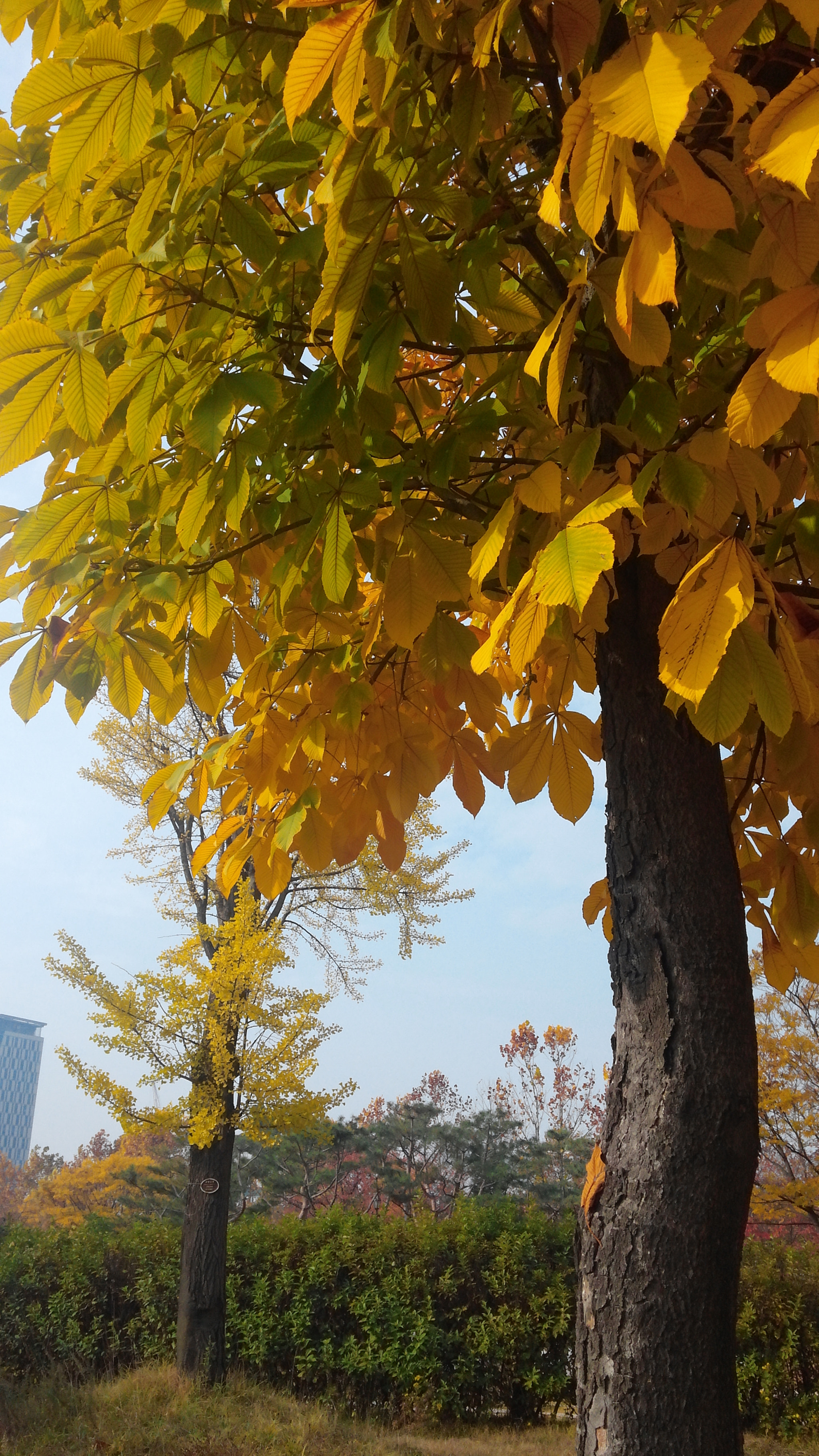 LG OPTIMUS G PRO sample photo. 20151106_101043.jpg photography