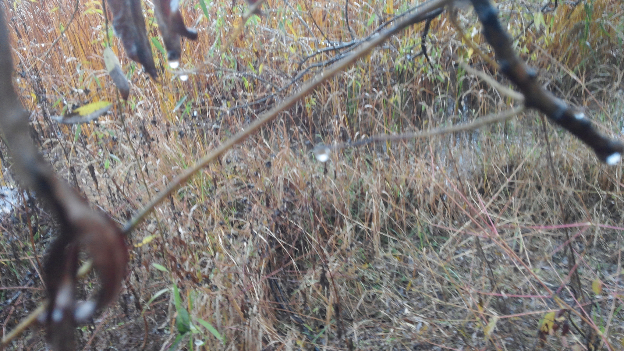 LG OPTIMUS G PRO sample photo. 20151113_151136.jpg photography